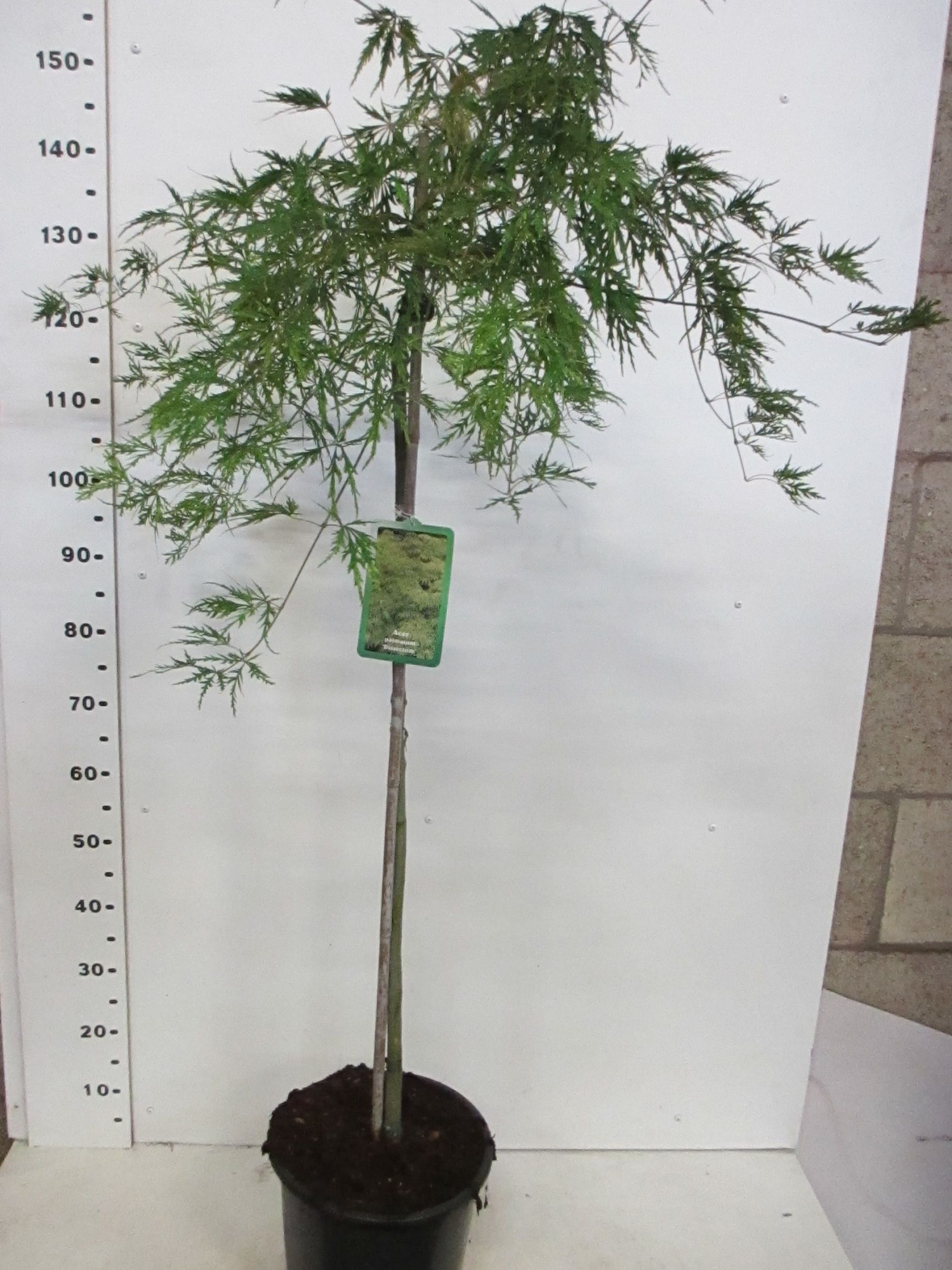 Acer palm. Dissectum 80st. P28, D 28 cm