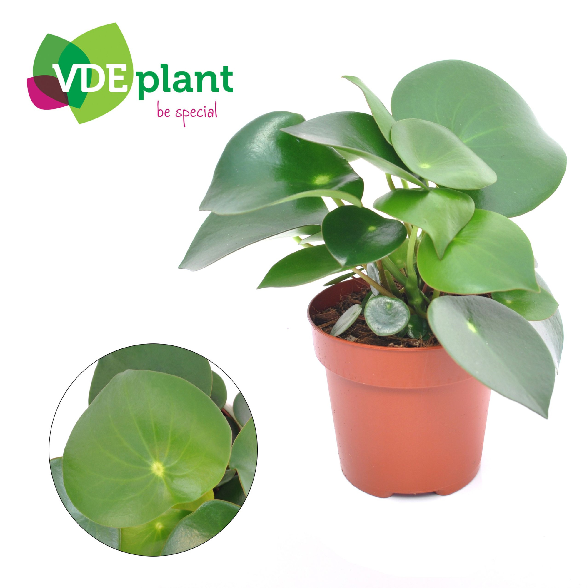 Peperomia Raindrop, D 12 cm