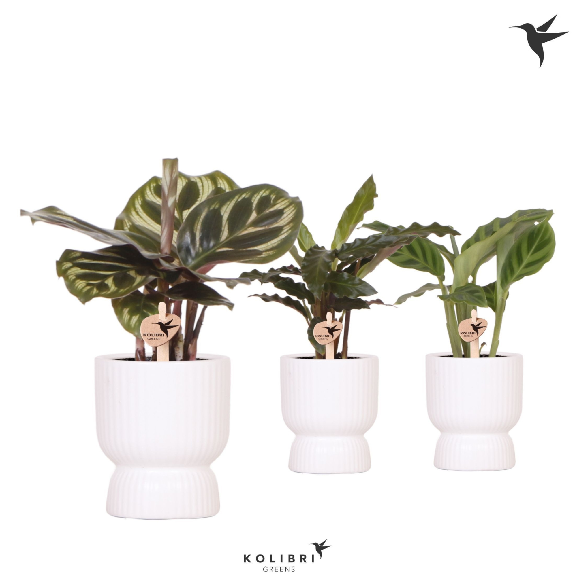 Kolibri Greens Calathea mix in Diabolo pot white, D 6 cm