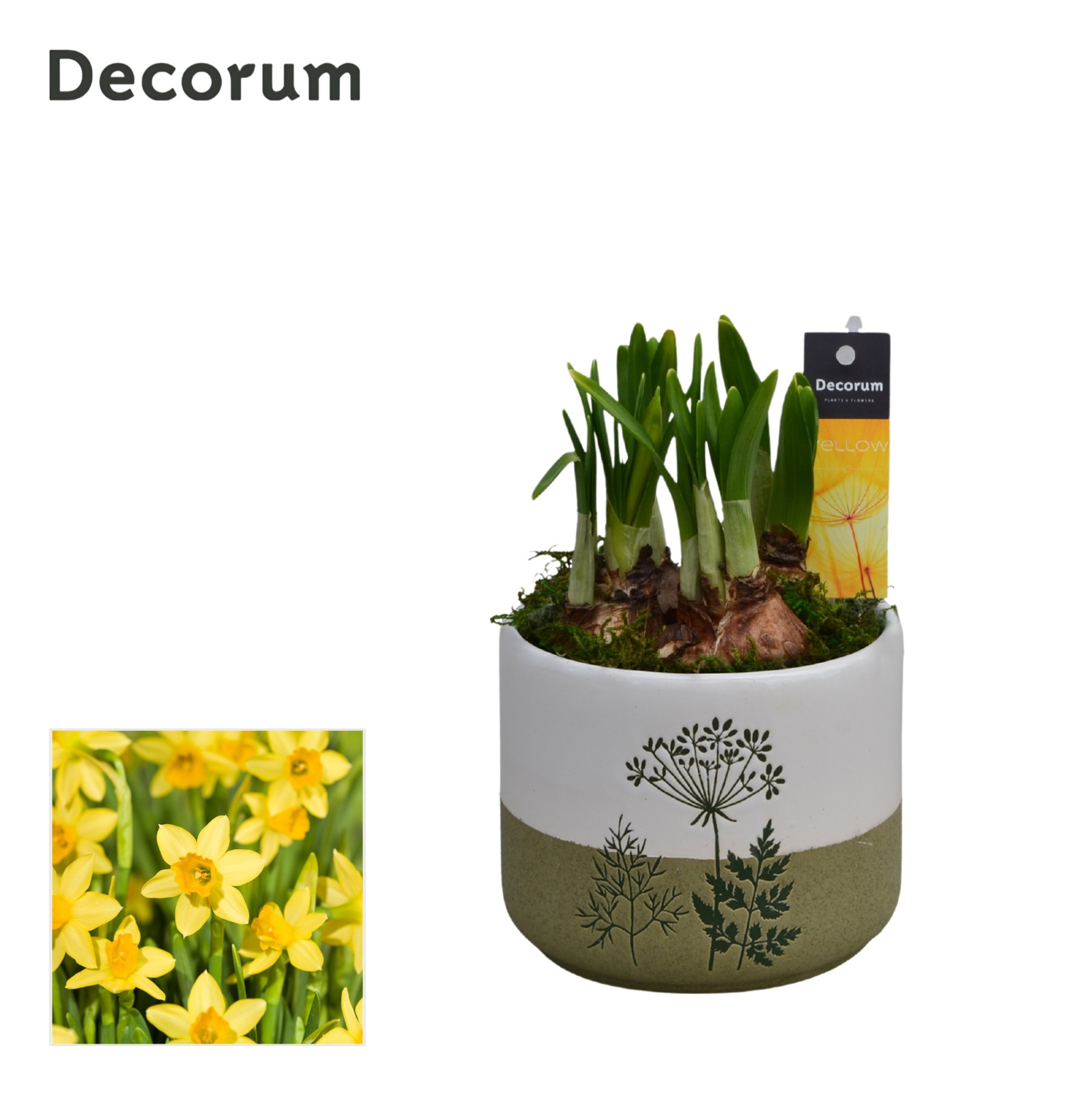 Narcis FloraLeaf HL15163N, D 10