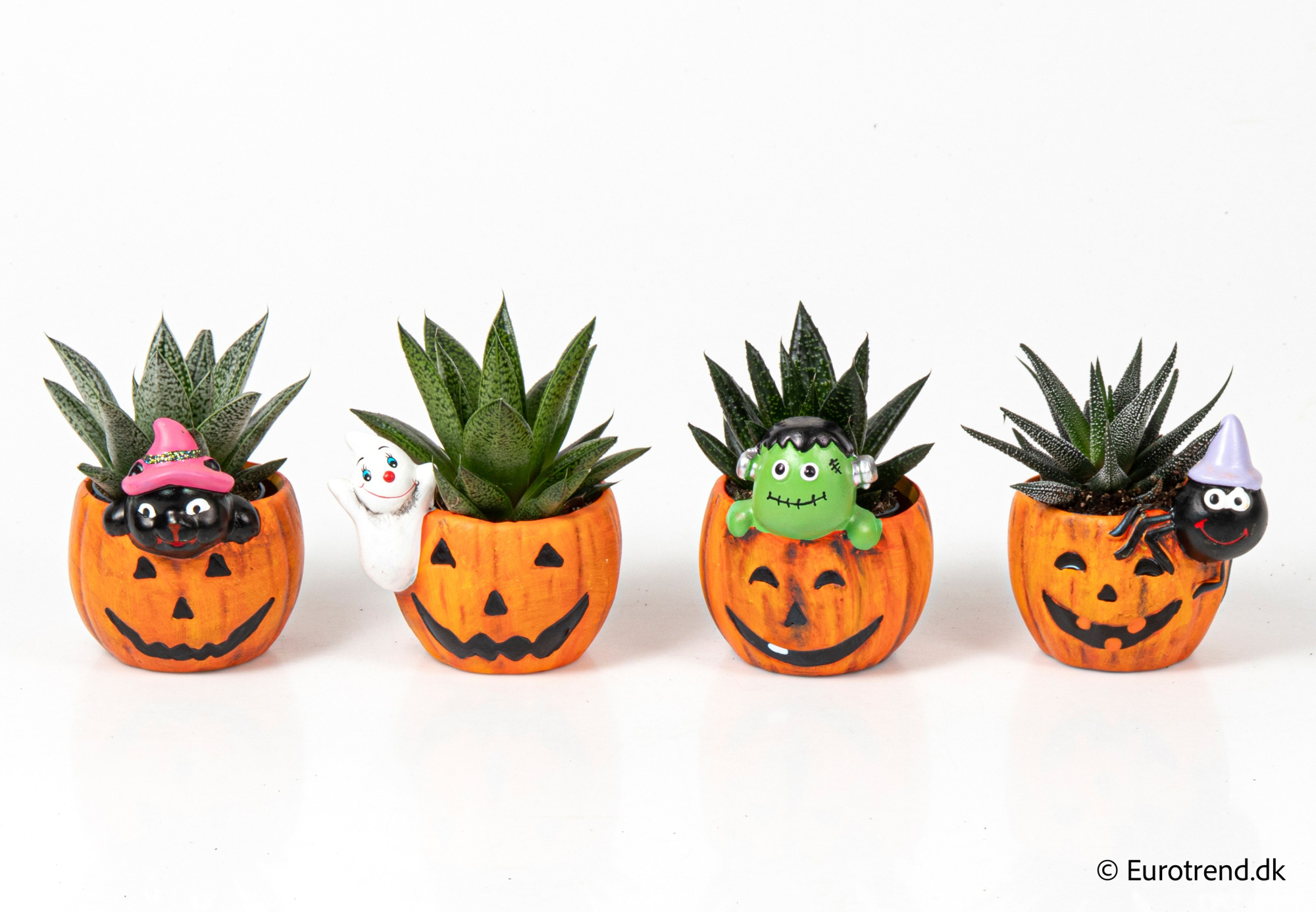 Succulent Mix in Halloween ceramic 2025, D 6 cm
