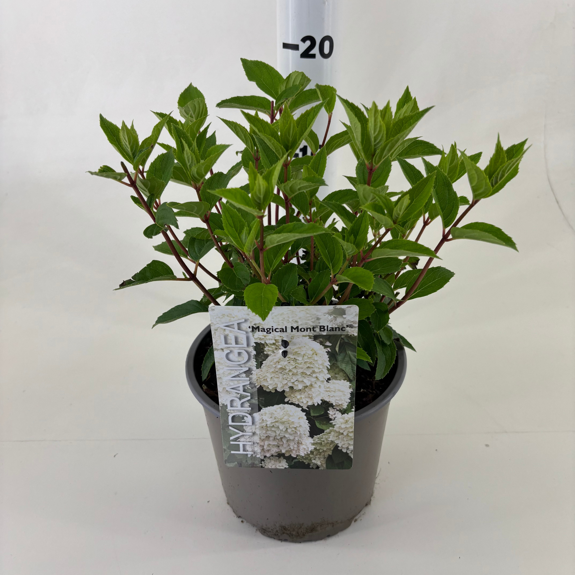 Hydrangea paniculata 'Magical Mont Blanc' ® (Kolmamon), D 19 cm