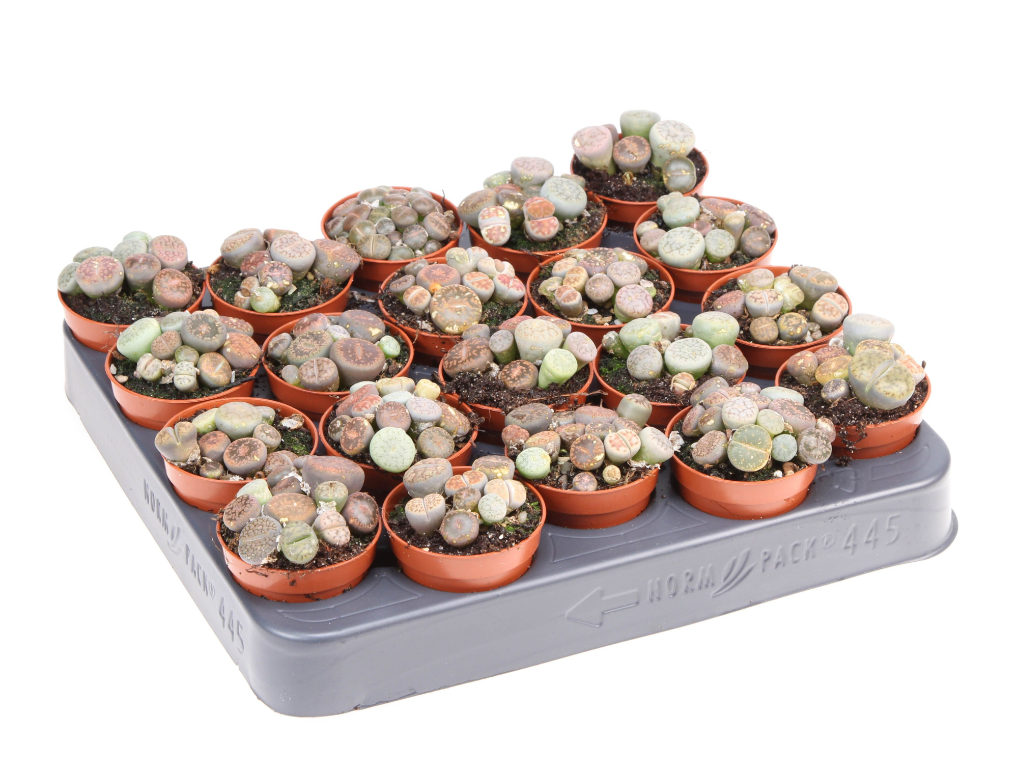 Succulent lithops, D 5,5 cm