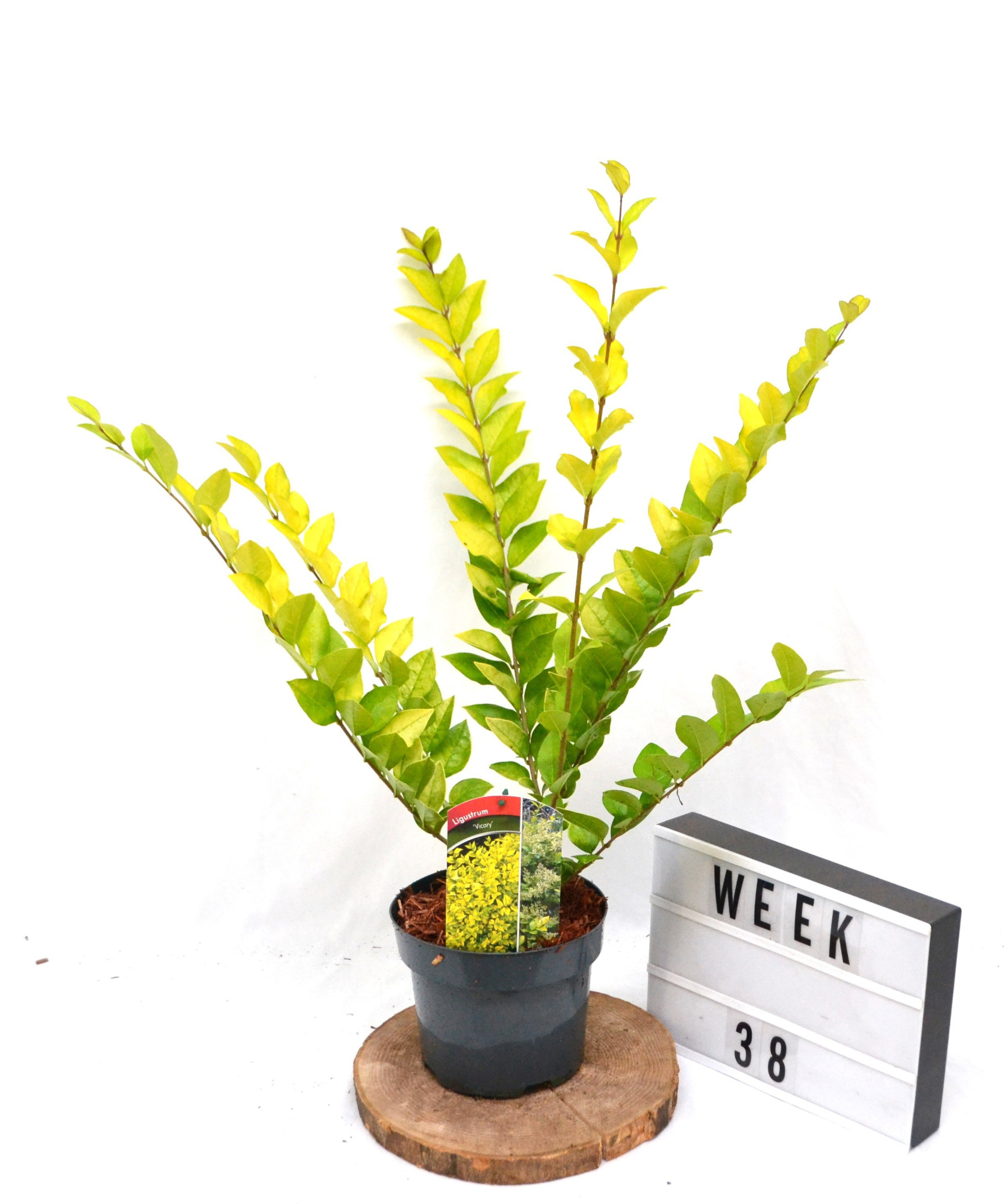 Ligustrum Vicary, D 19 cm