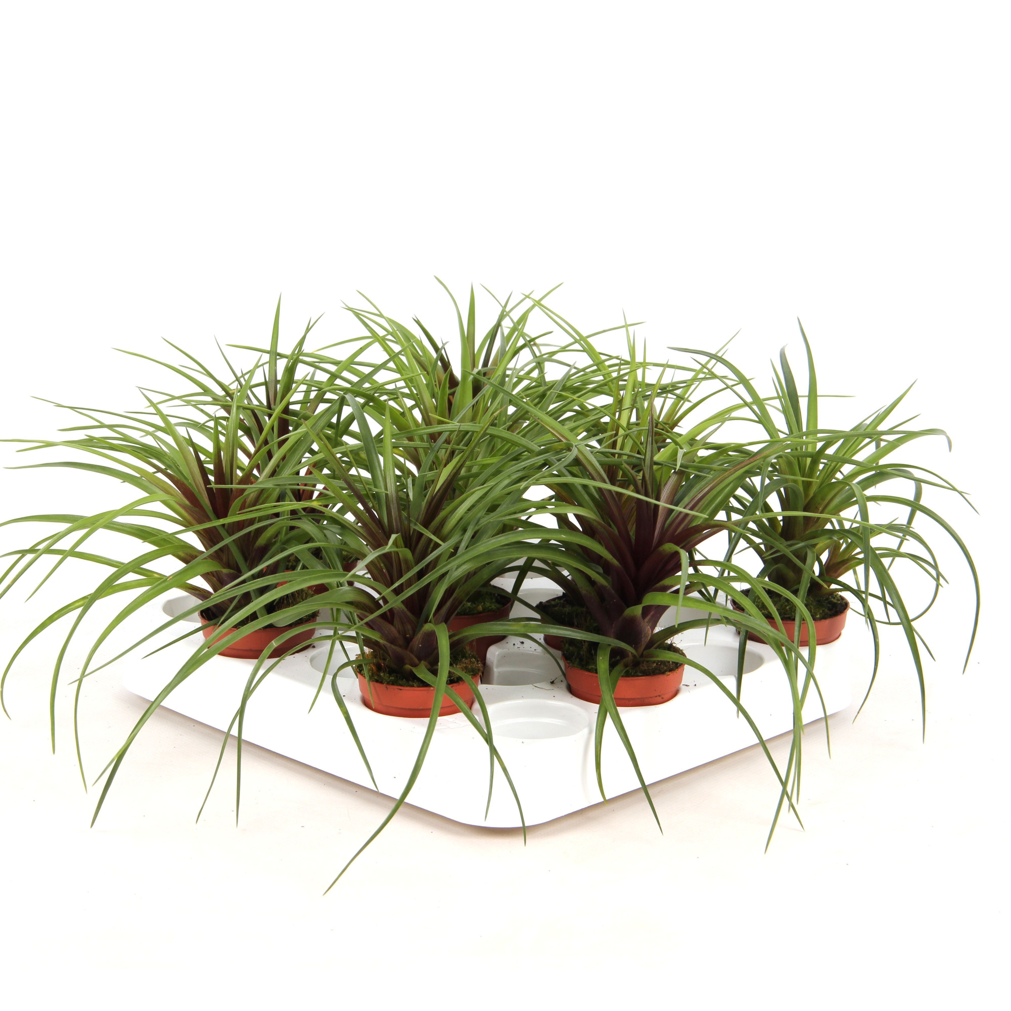 Forrest - Tillandsia Cyanea - Blad, D 5,5 cm