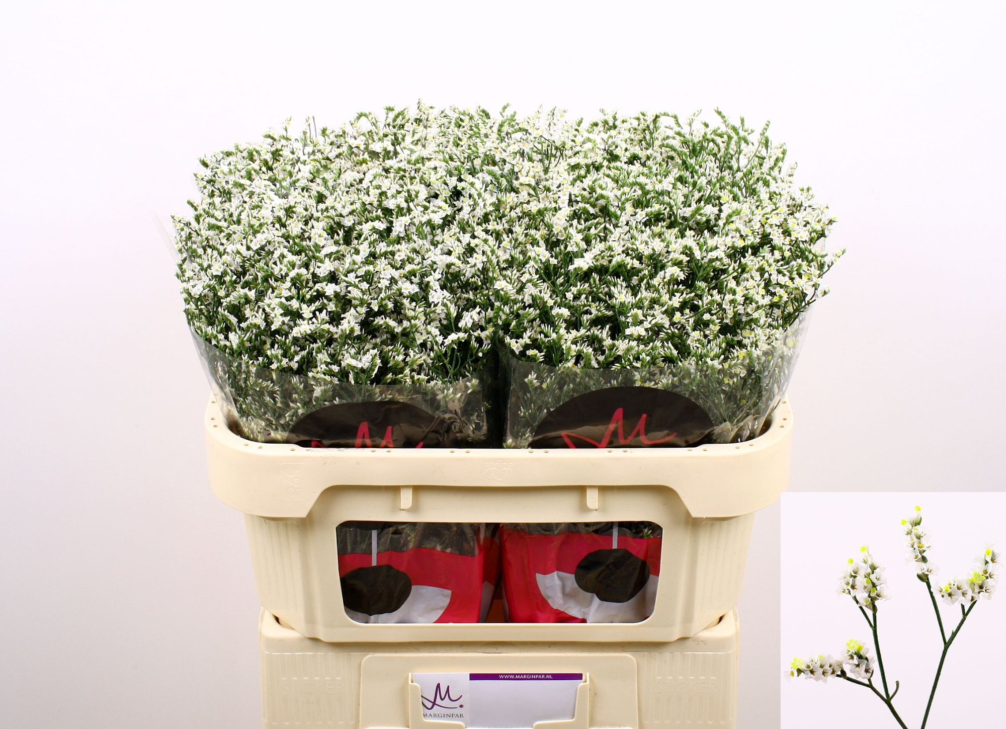 Лимониум Чайна Вайт 70, шт.