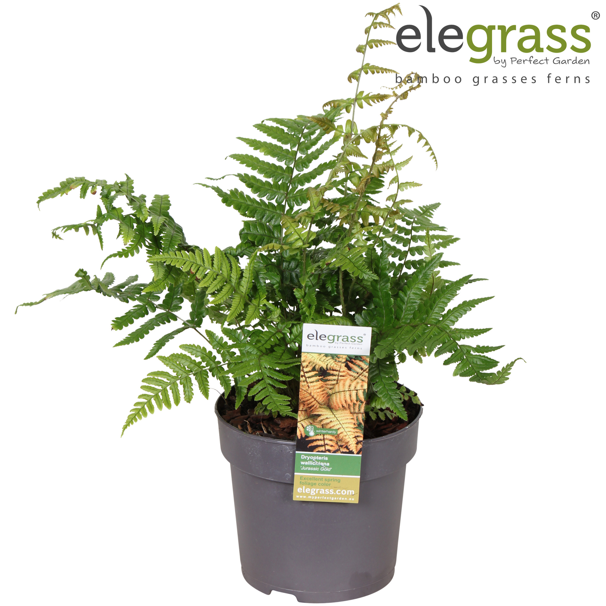 Dryopteris 'Jurassic Gold' P14, D 14