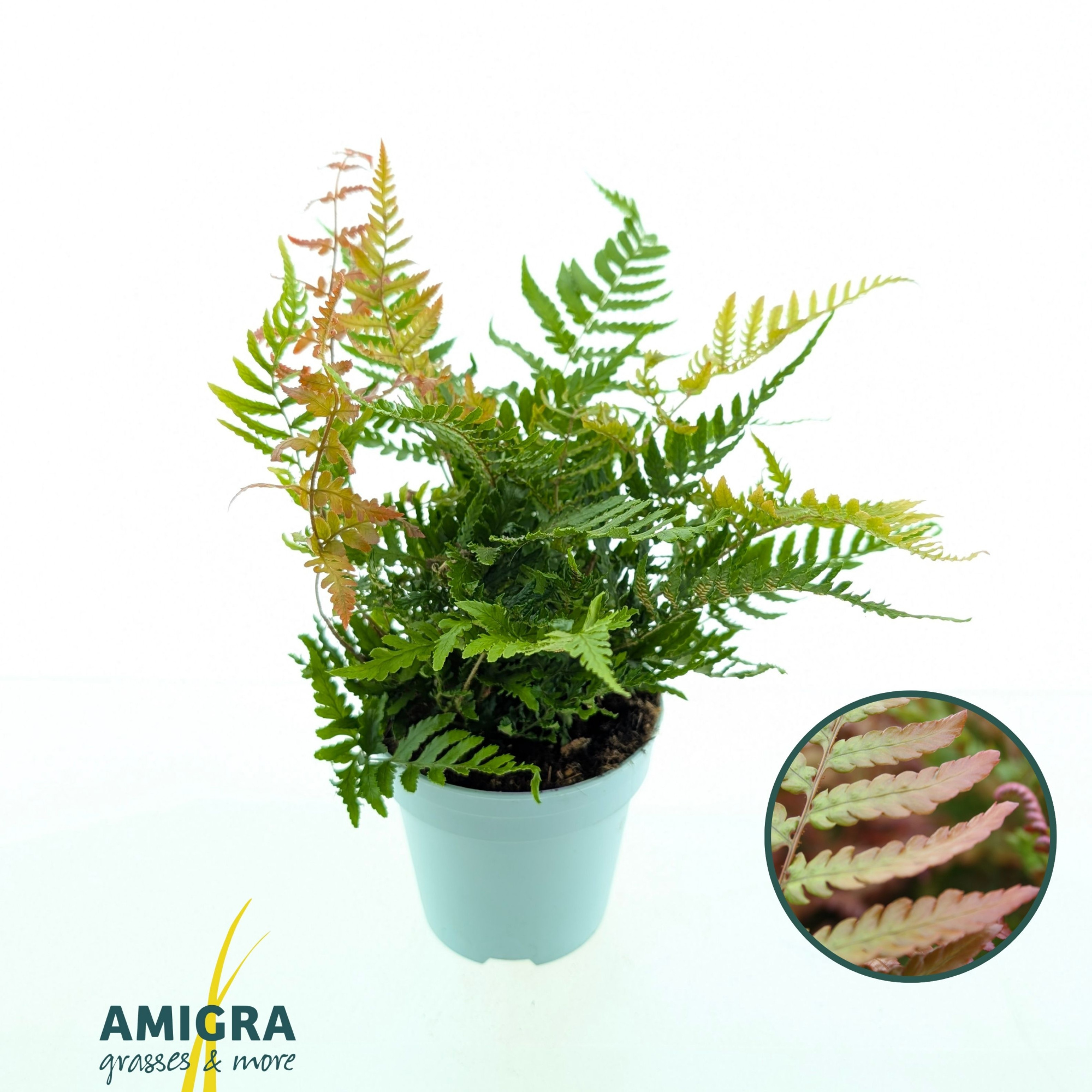 Dryopteris erythrosora, D 10,5 cm