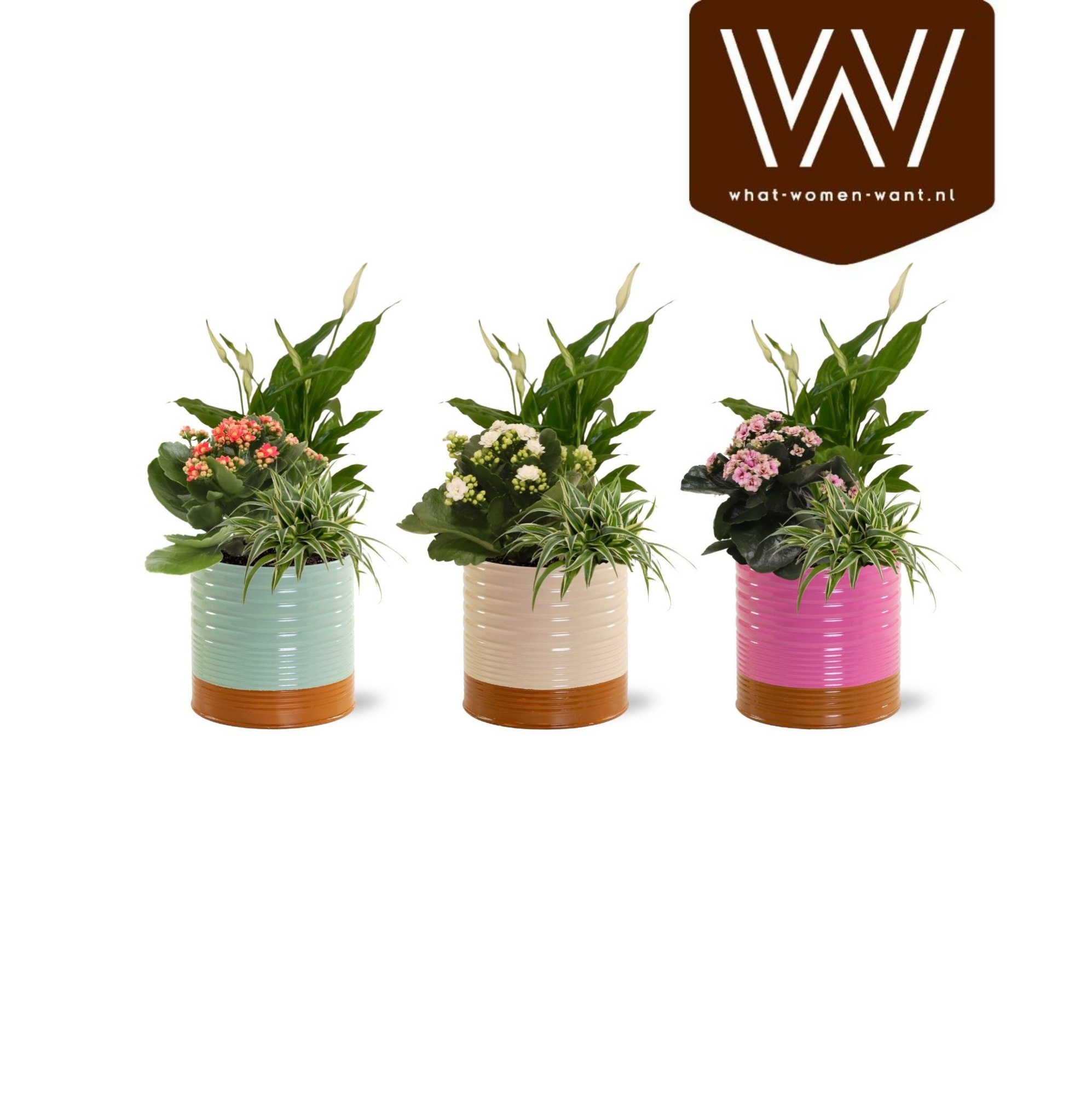 Collectie 'Tasty Bubbele' Arrangement in Zink Nola, D 12