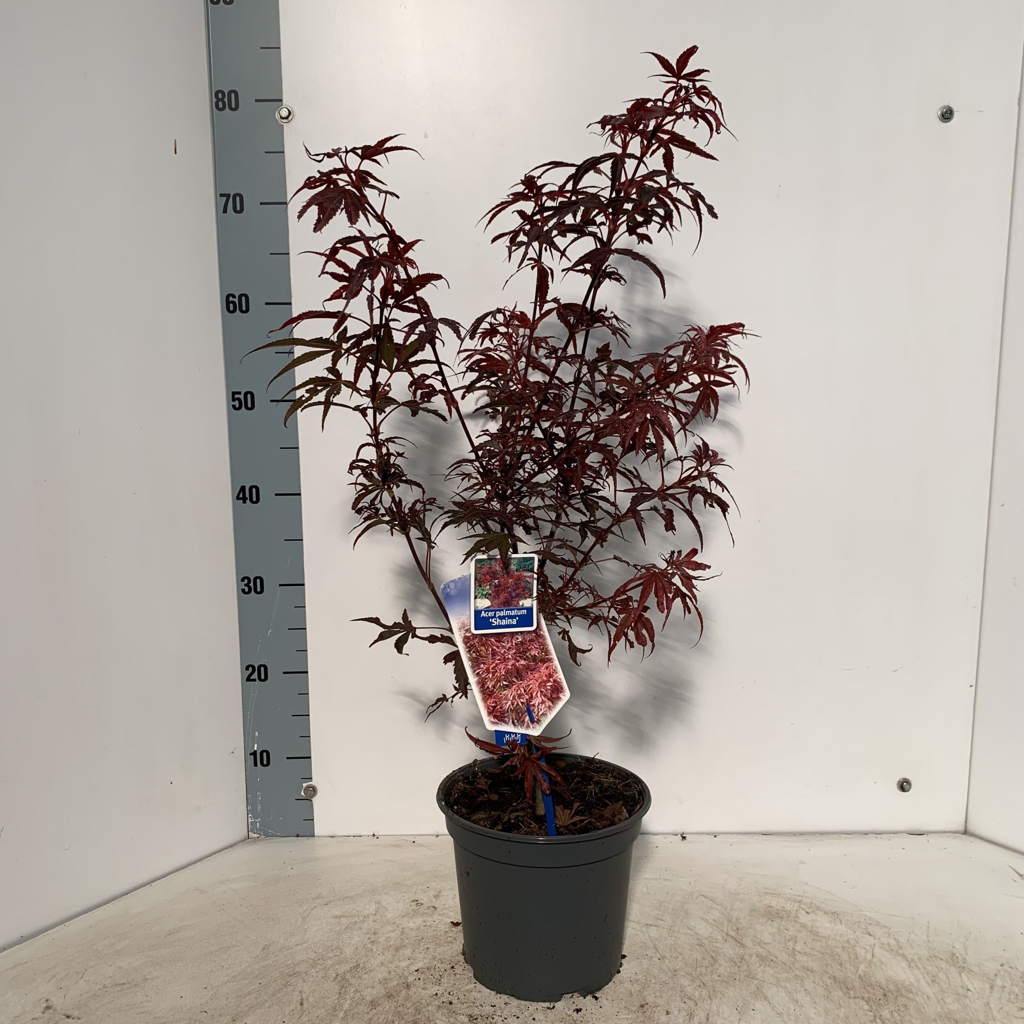Acer pal. 'Shaina', D 19 cm