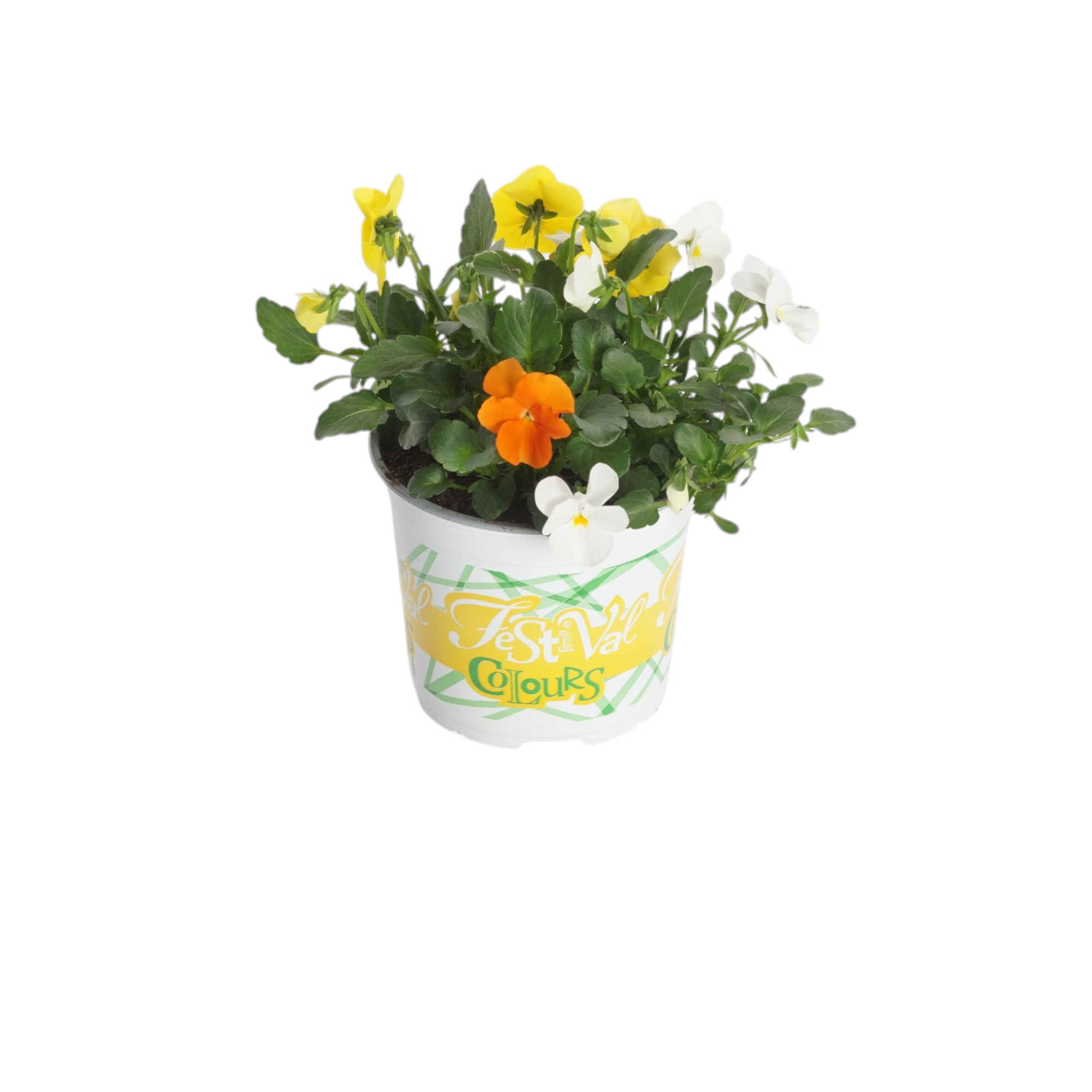 P12 Festival Colours Viola Cornuta geel oranje, D 12