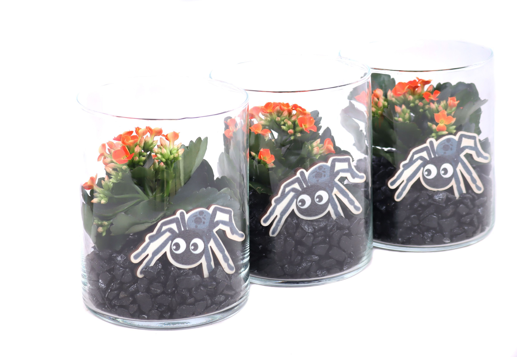 Opgemaakt cilinder glas met oranje kalanchoe, steentjes en spin, D 12 cm