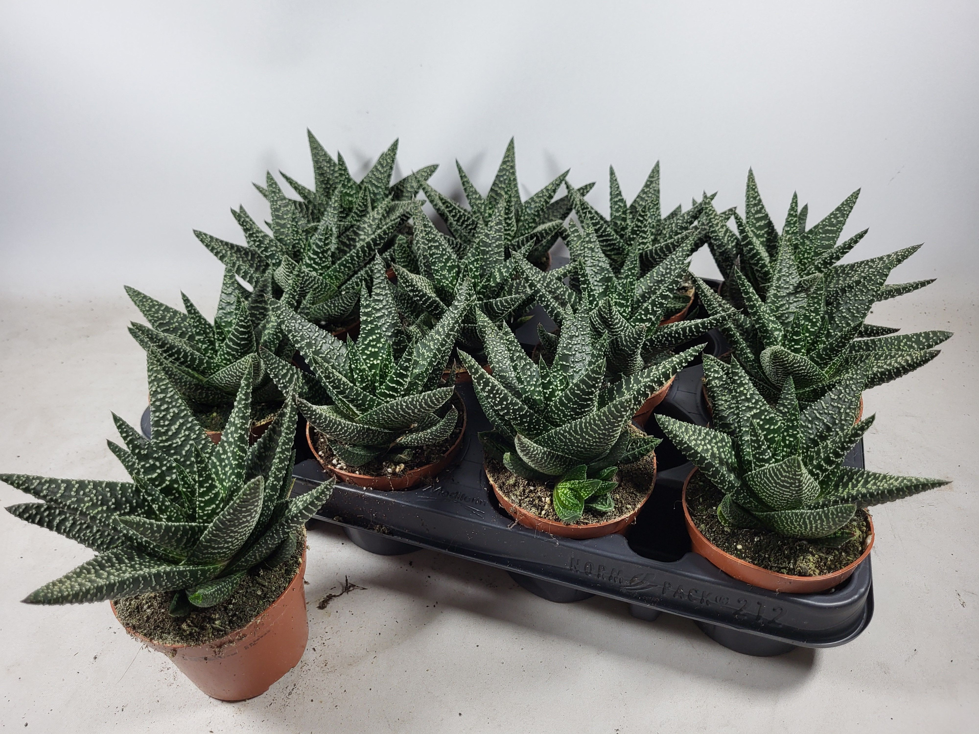gasterworthia RH, D 8,5