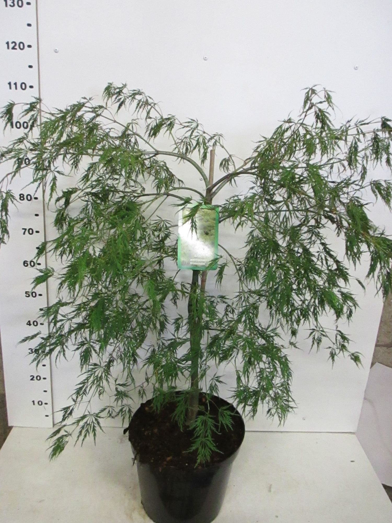 Acer palmatum 'Dissectum 60-80 C15, D 32 cm