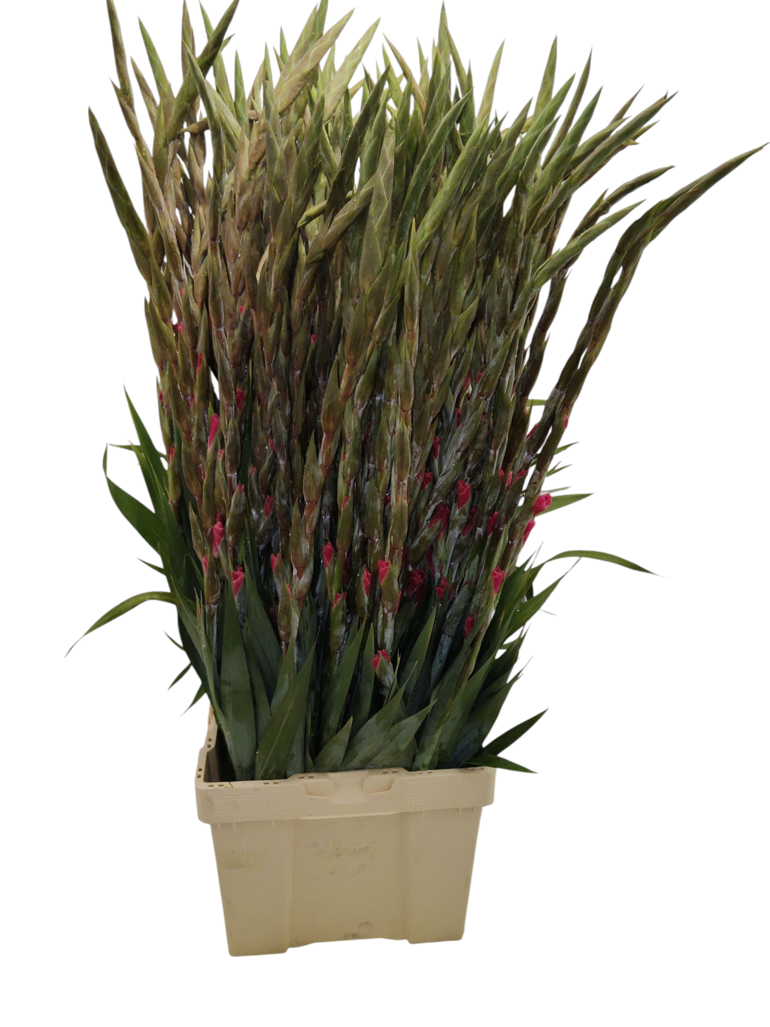 Гладиолус Розет 120, шт.