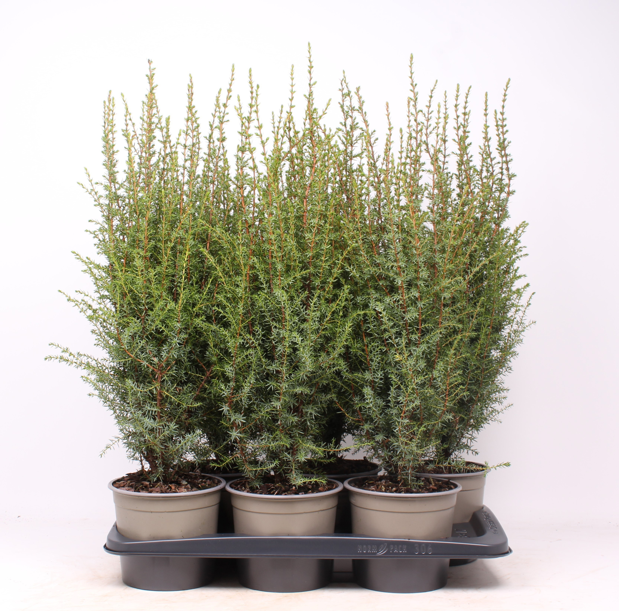 Juniperus communis 'Arnold', D 17 cm