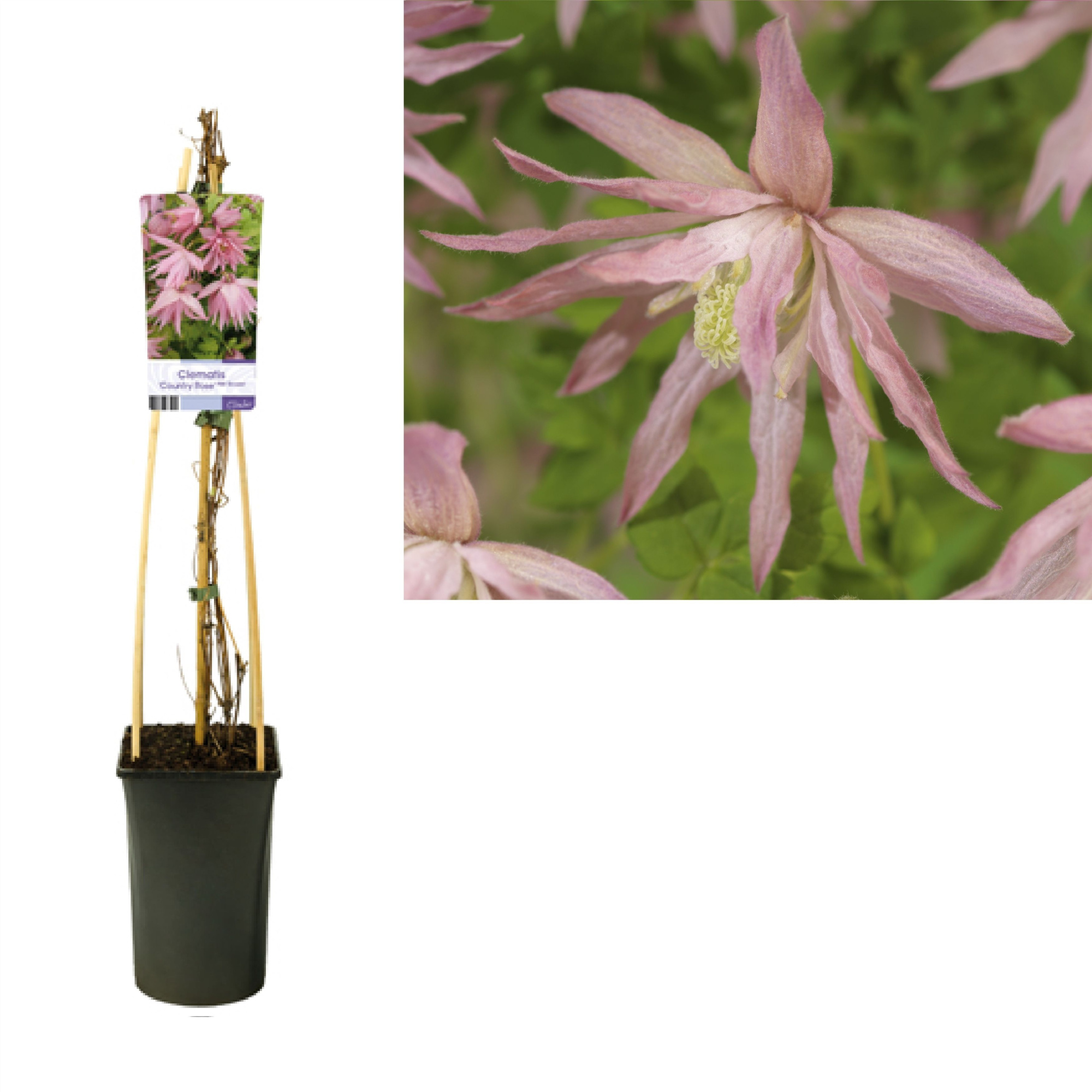 Clematis Country Rose PBR +light label, D 17 cm