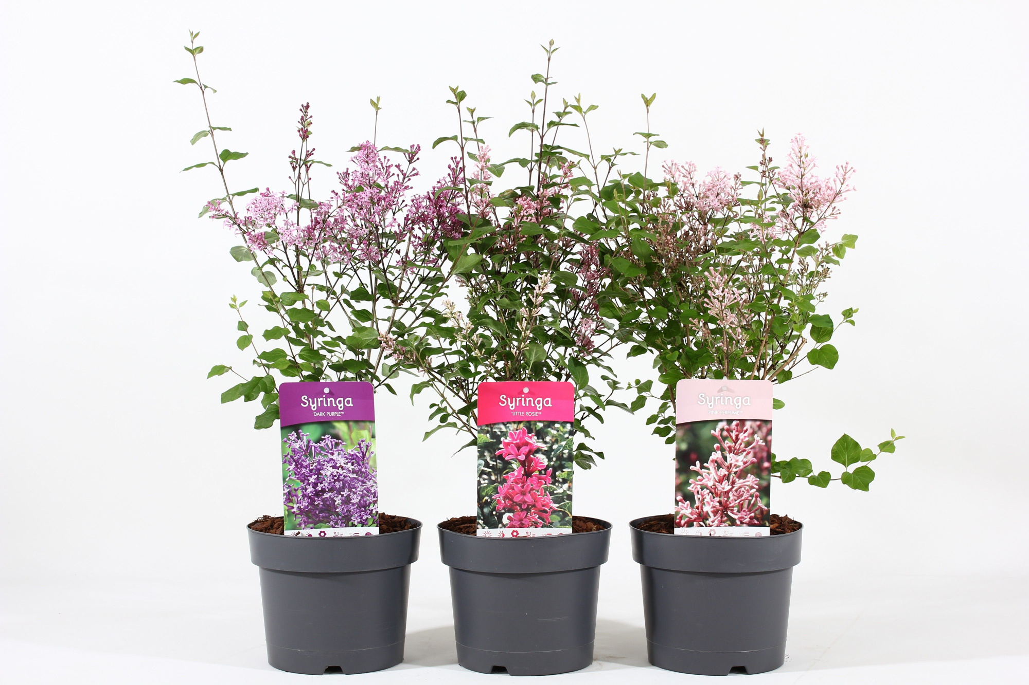 Syringa premium® mix P19/C3, D 19 cm