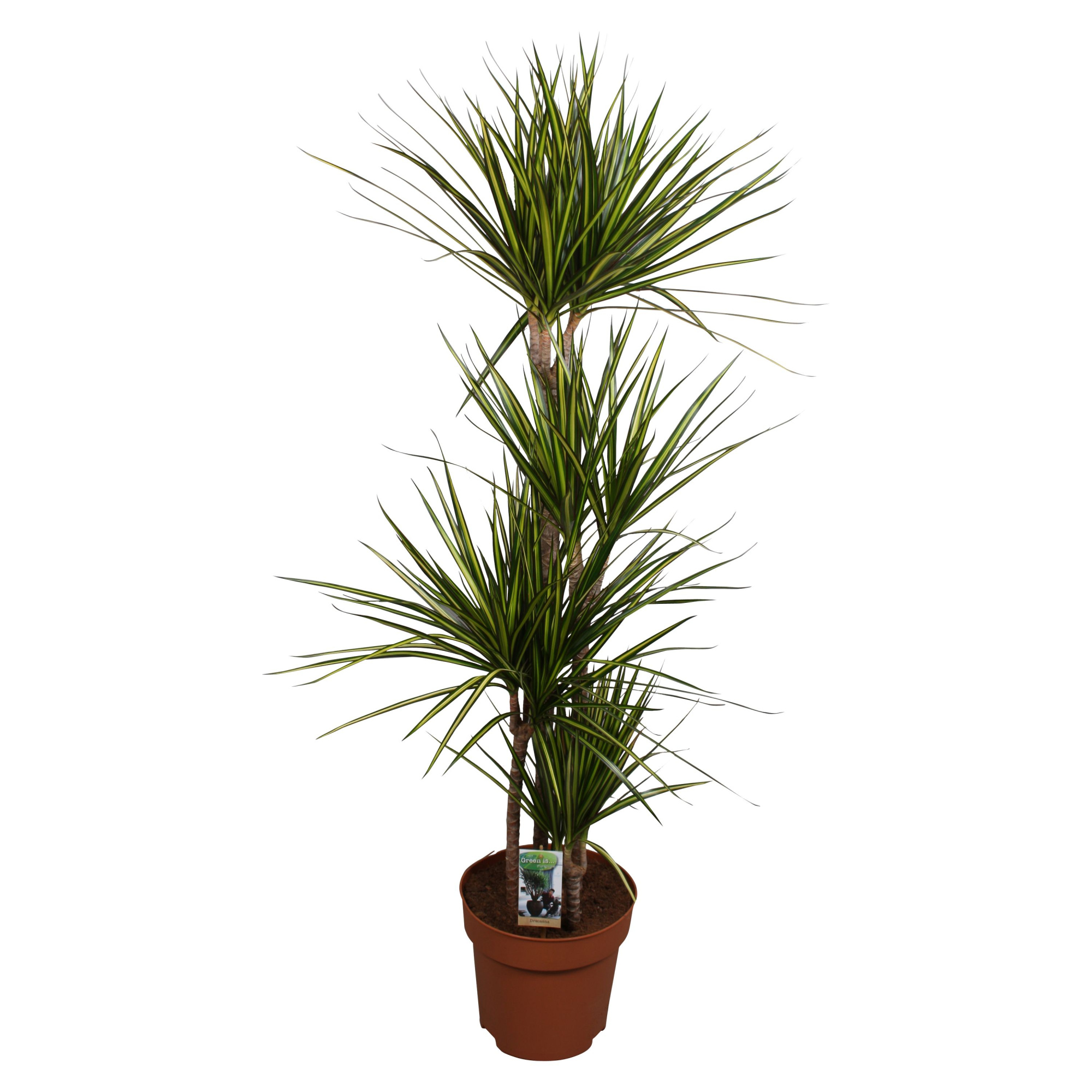 Dracaena Sunray 90-60-30-15, D 27 cm