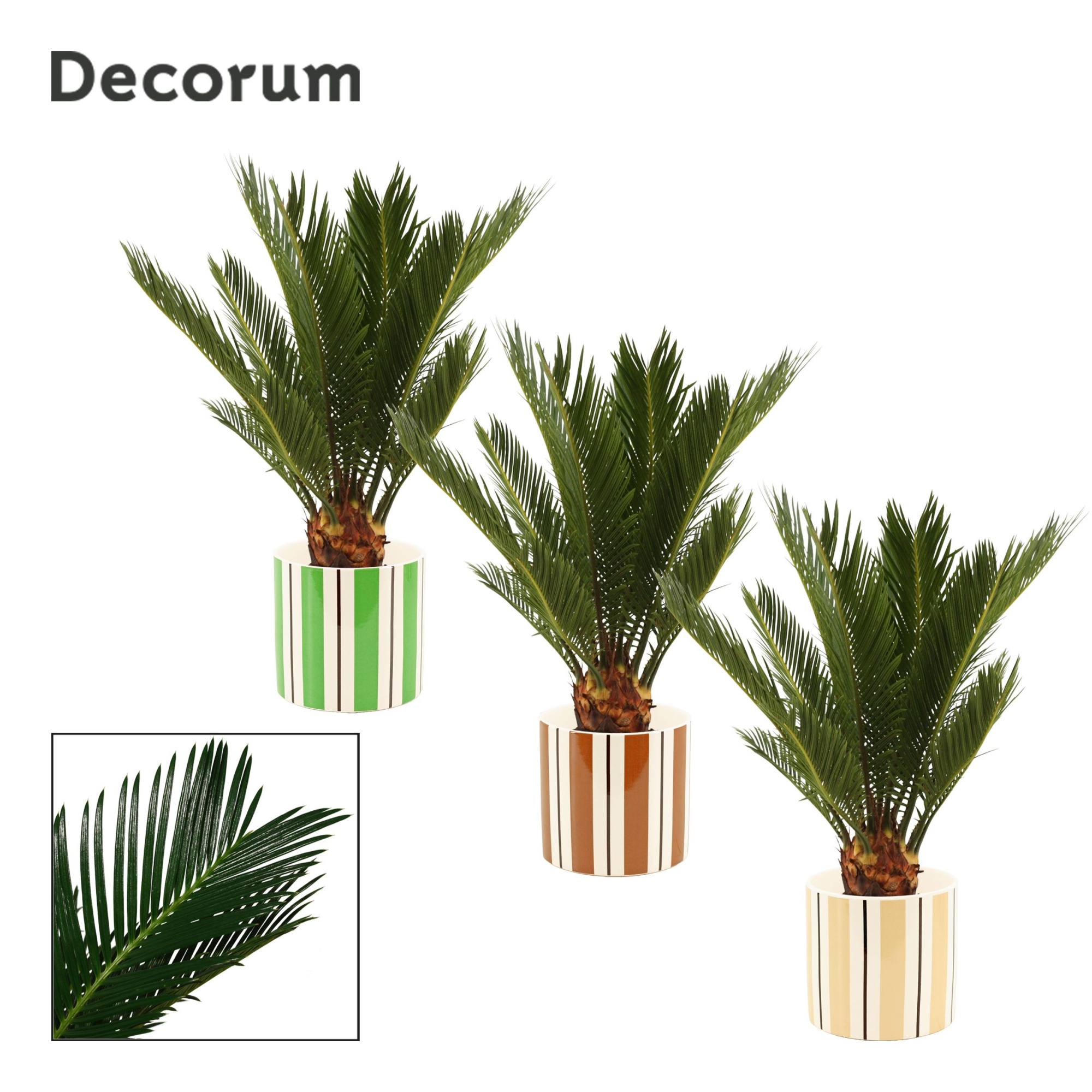 Cycas revoluta 12 cm, 6+ veren in Beau (Natural bubble-collectio, D 12 cm