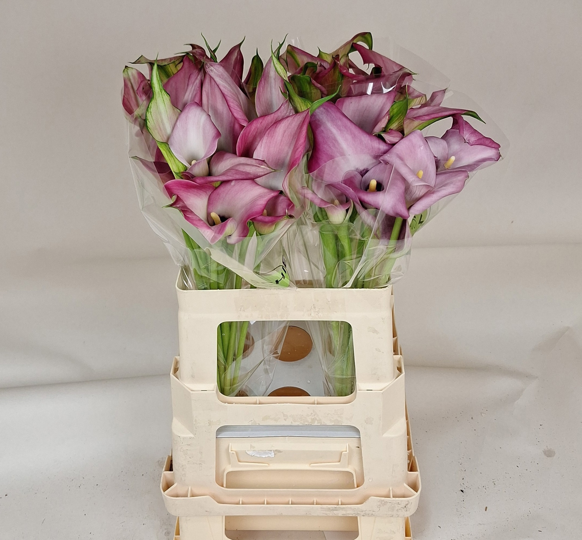 Калла Зазу 55, шт.