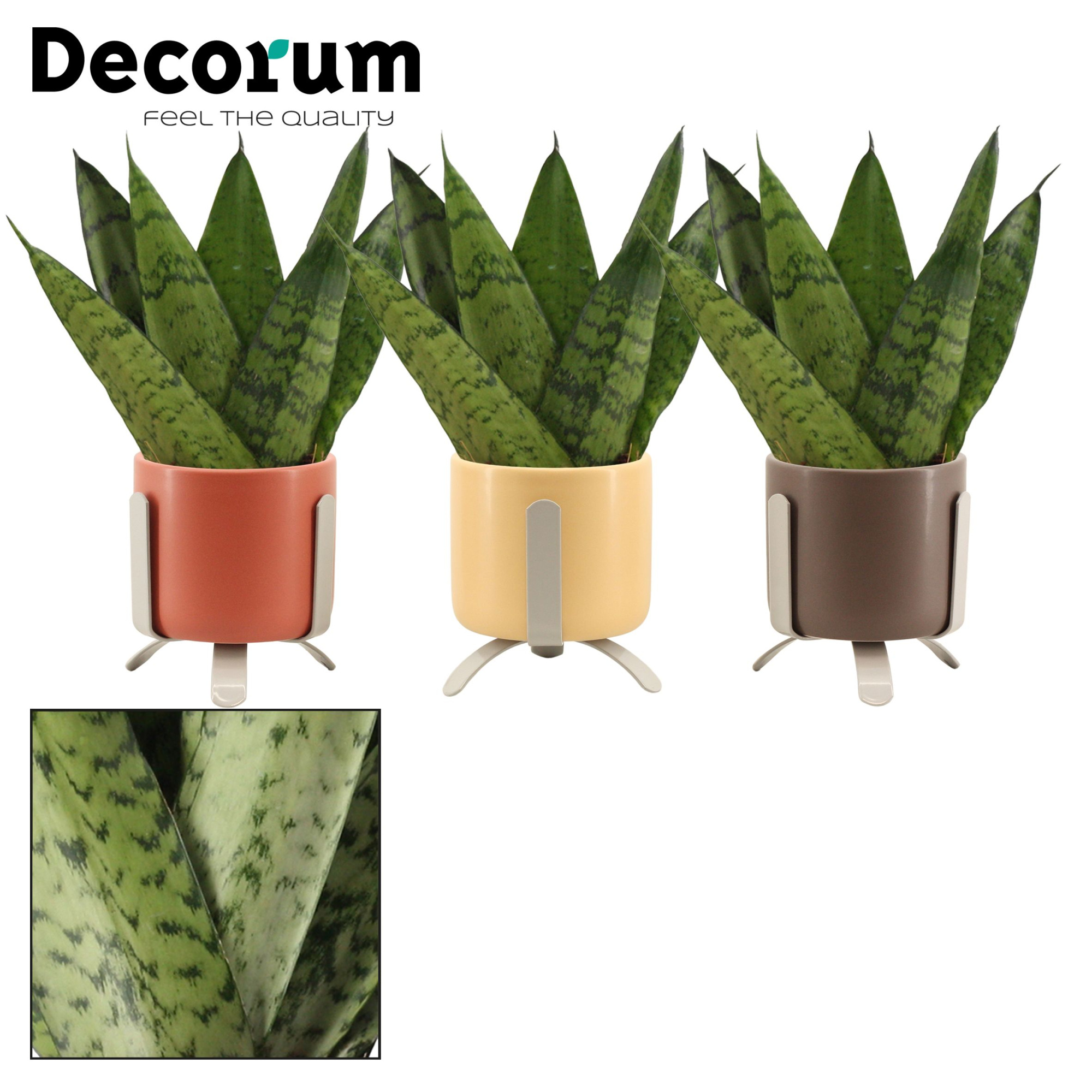 Sansevieria Zeylanica Fan 6 cm in Luca (Nature Love-collection), D 6