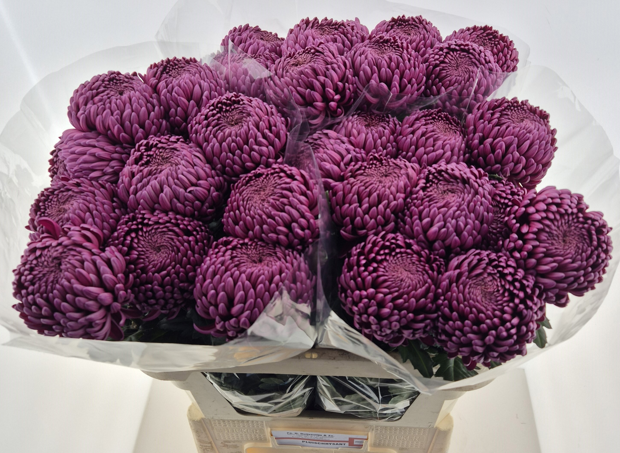 Хризантема од. Бигуди Перпл 75 (фиолет.), шт.