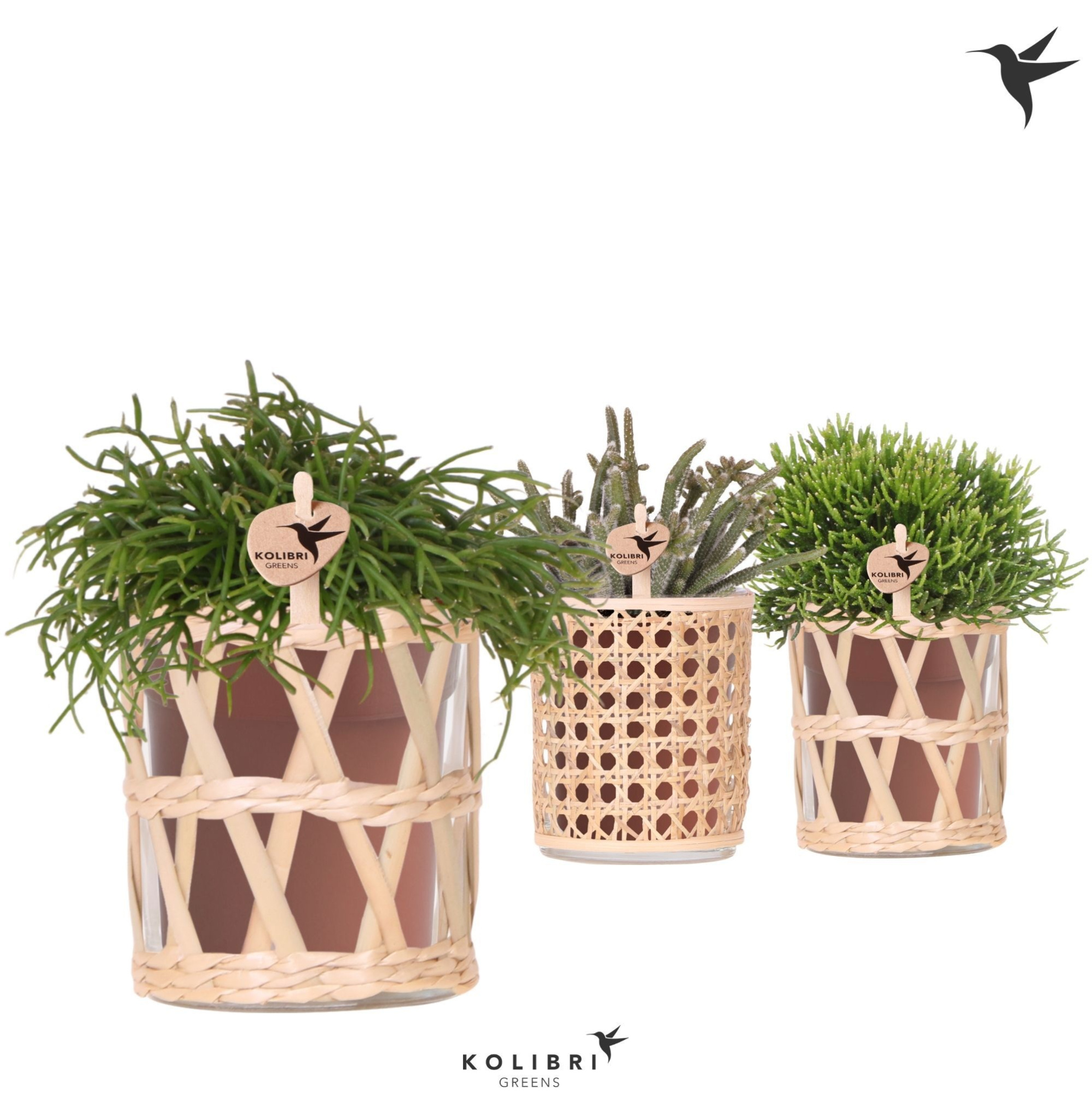 Kolibri Greens Rhipsalis mix in Rotan pot mix, D 9 cm