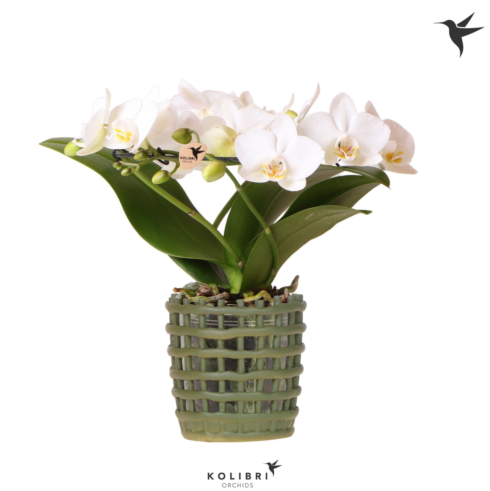 Kolibri Orchids Phalaenopsis Halo white in Mesh pot green, D 9 cm