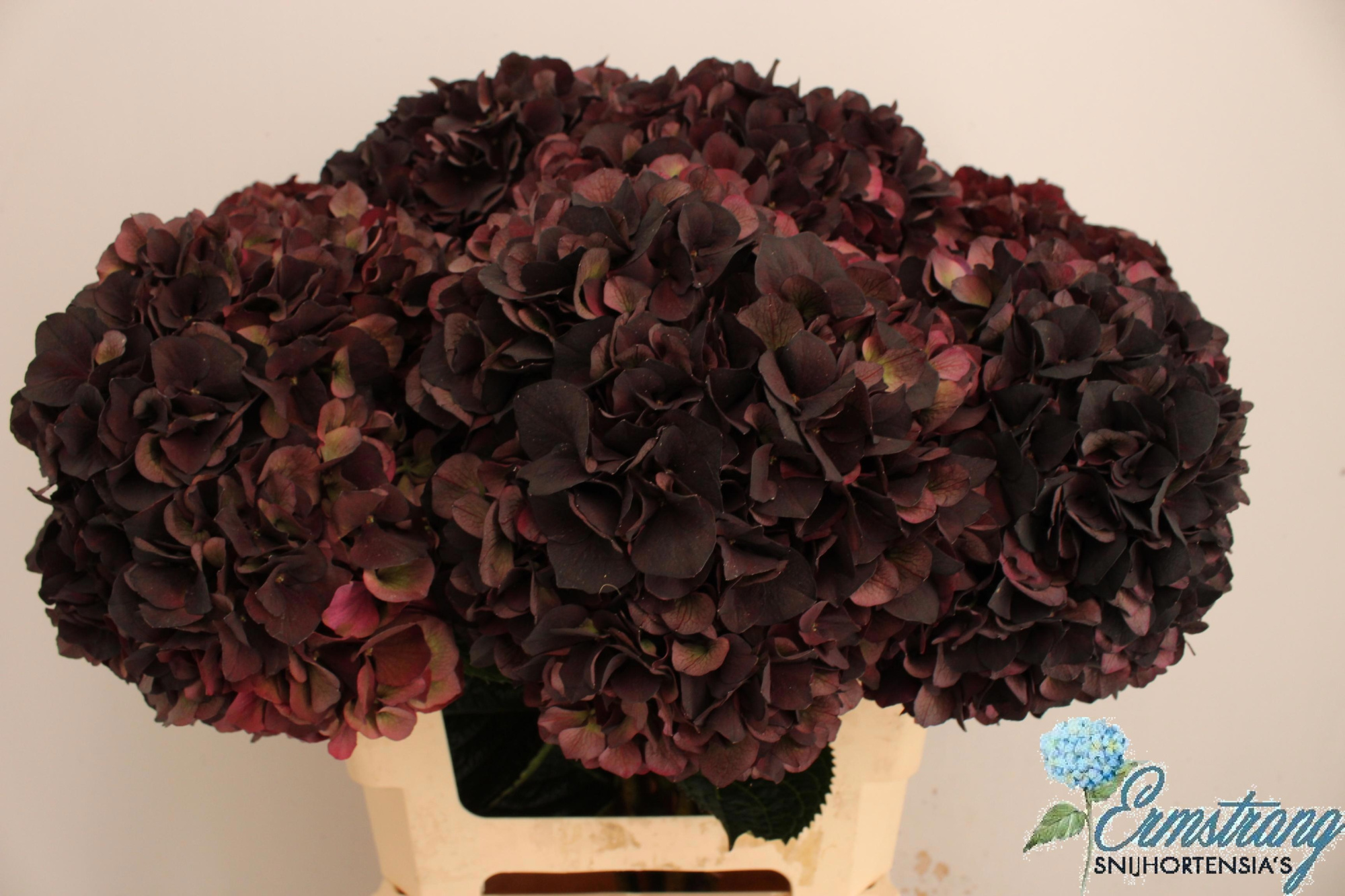 Гортензия Мэджикал Дарк Руби Классик 60, шт.