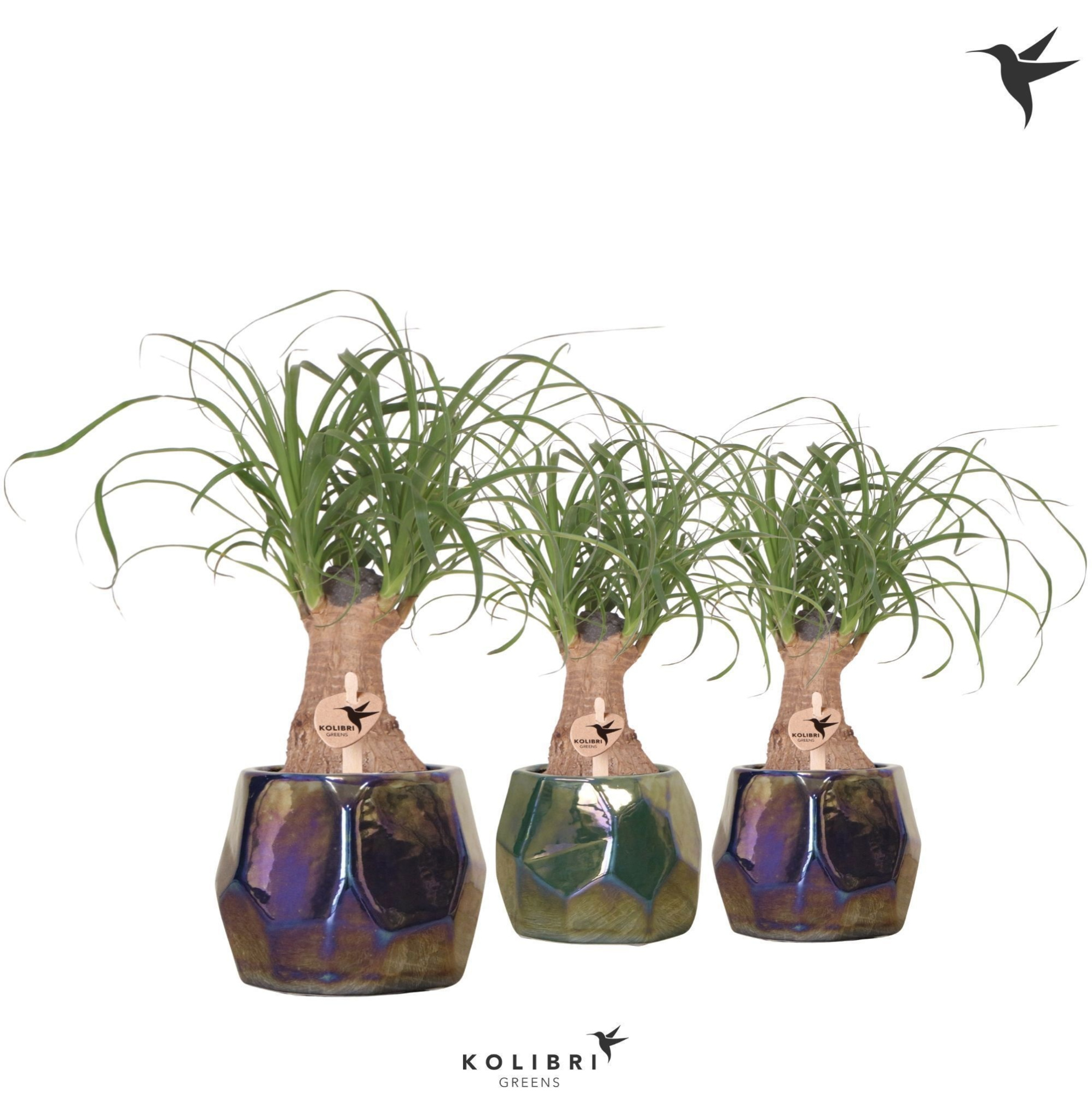 Kolibri Greens Beaucarnea in Pearl pot blue green mix, D 9 cm