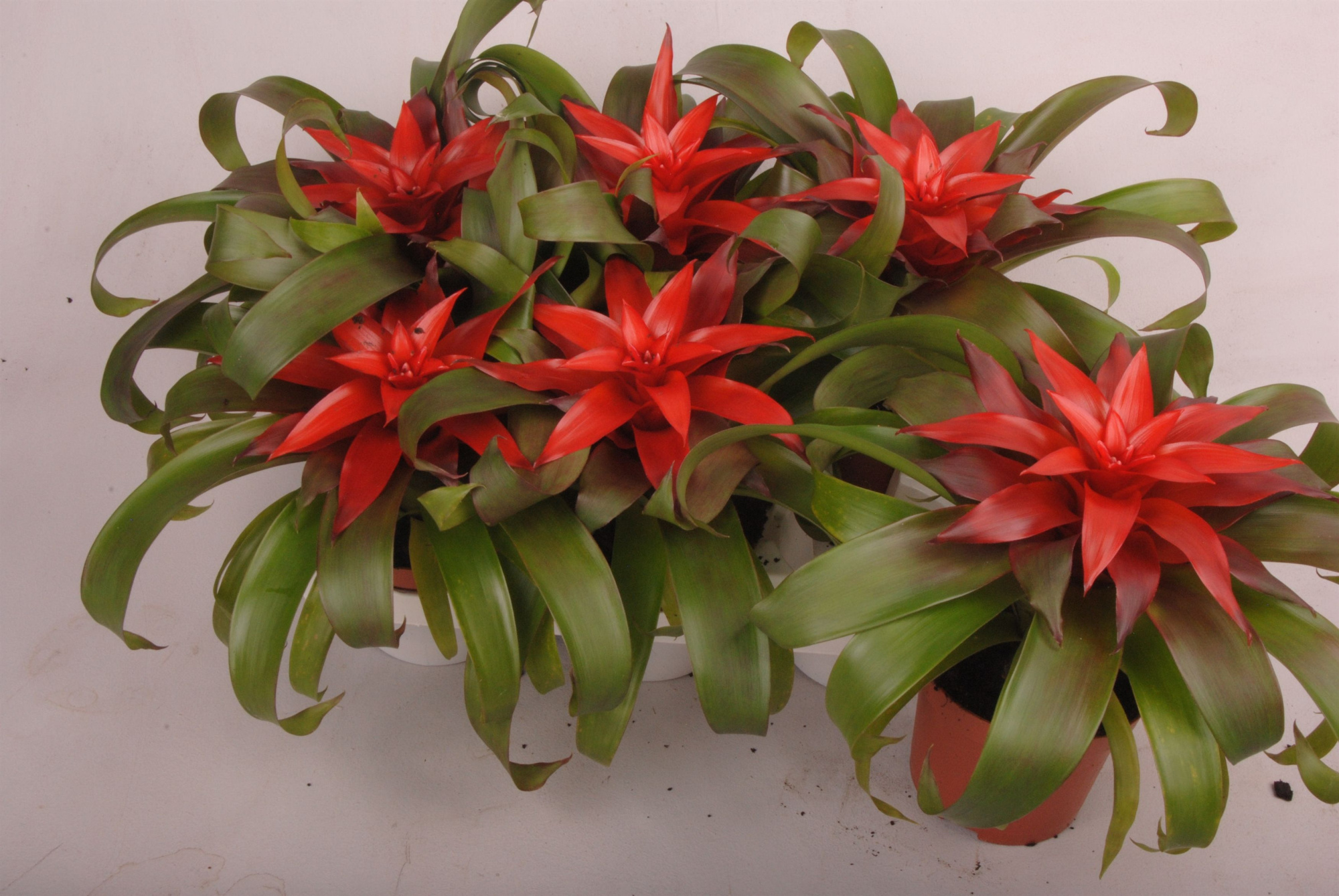 Guzmania Revolution, D 9 cm