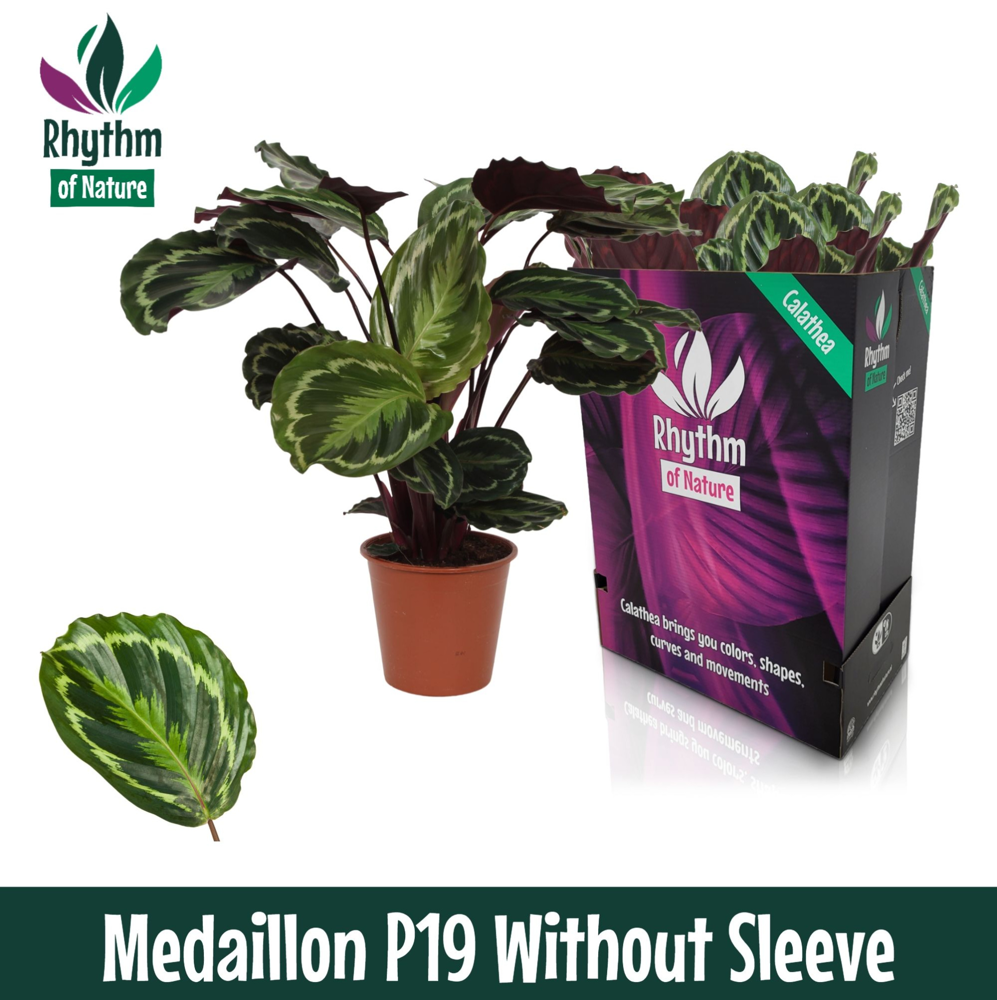 Calathea 19cm Medaillon Rhythm of Nature zonder hoes, D 19 cm