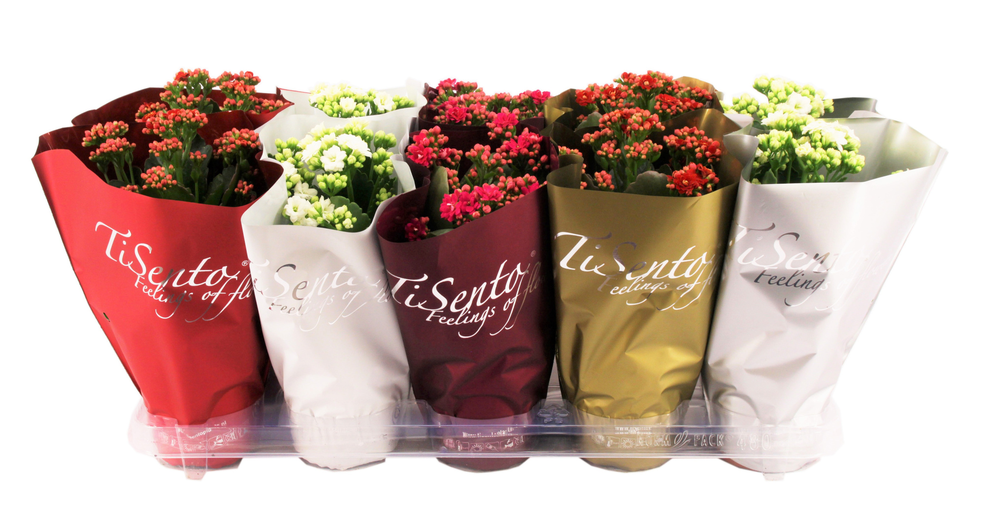 Calandiva 12 cm - Kerst, D 12