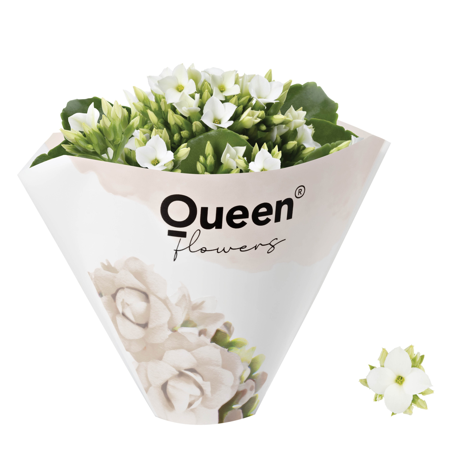 KALANCHOE ARTS-HYBRID 'WHITE ORIGINAL', D 6 cm