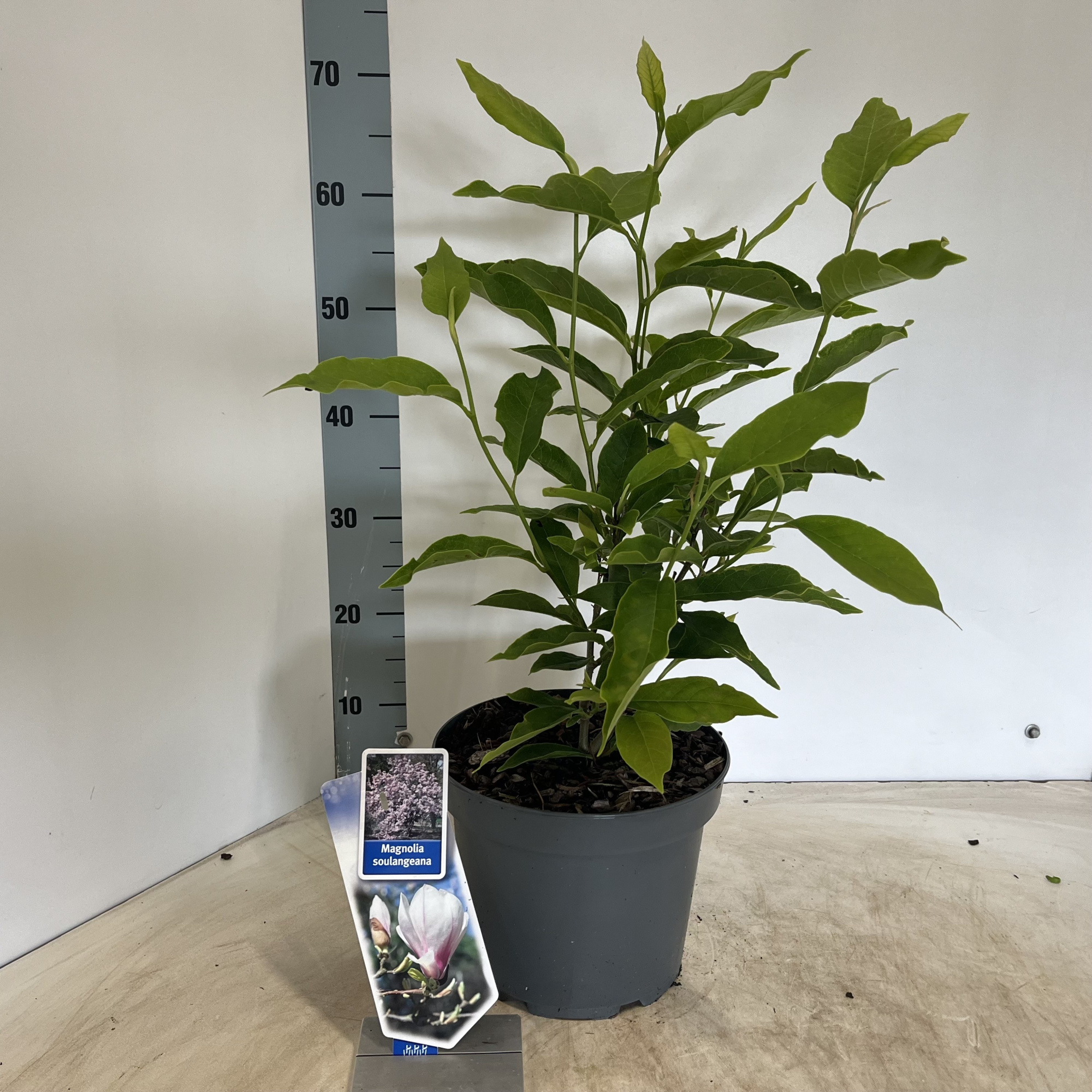 Magnolia soulangeana, D 23 cm