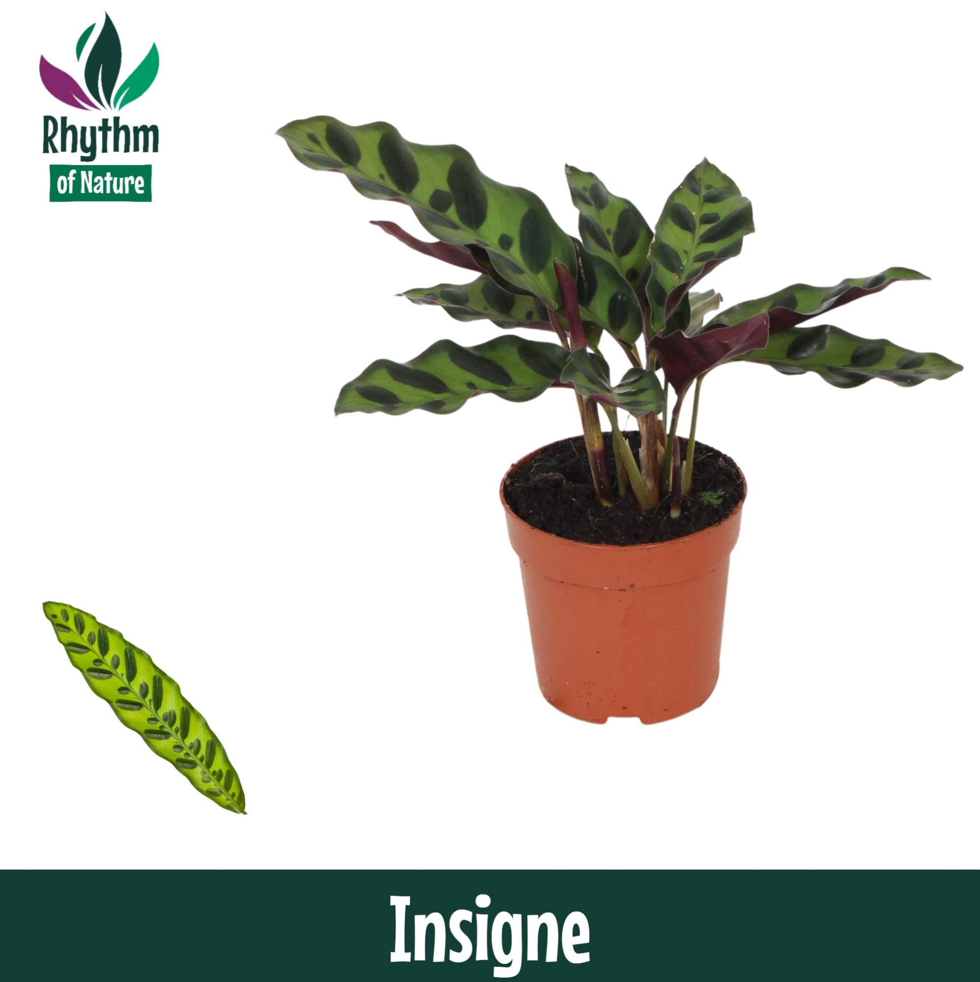 Calathea 7cm Insigne (Lancifolia), D 7