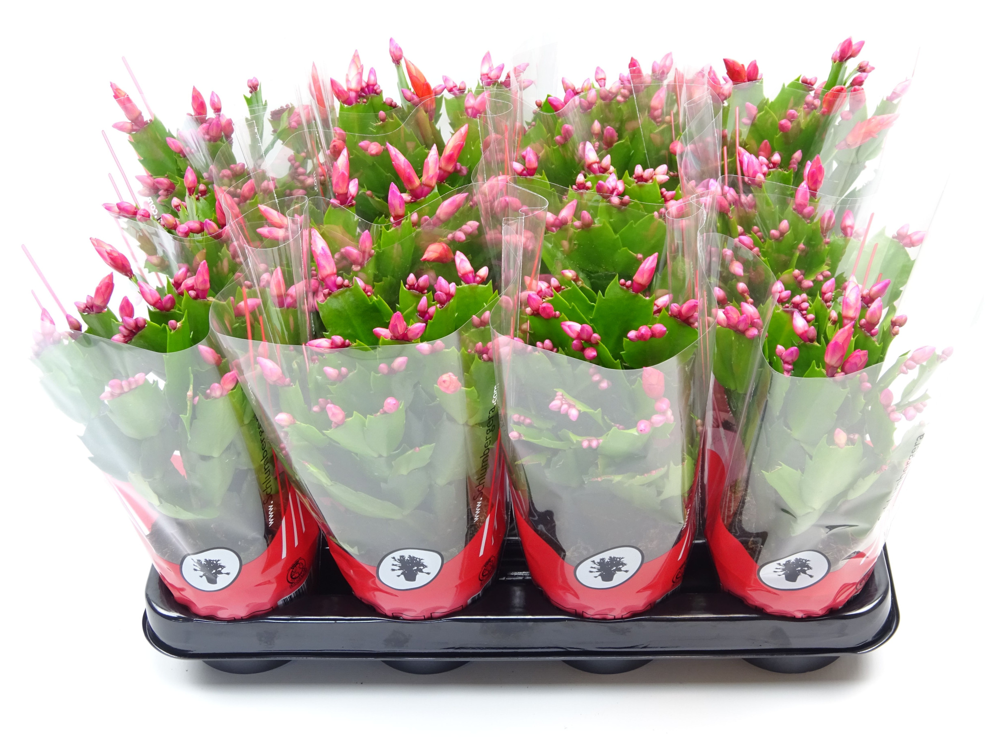 Schlumbergera 9 cm rood, D 9 cm
