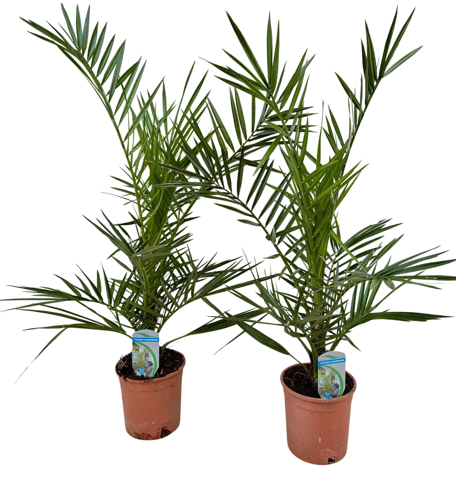 Phoenix canariensis P14 IT, D 14