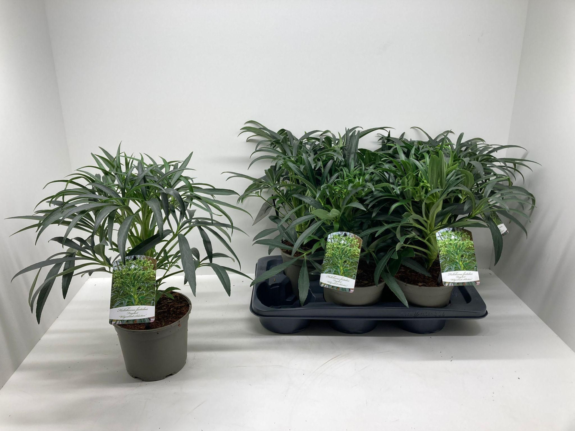 Helleborus foetidus 'Fragrant', D 17 cm