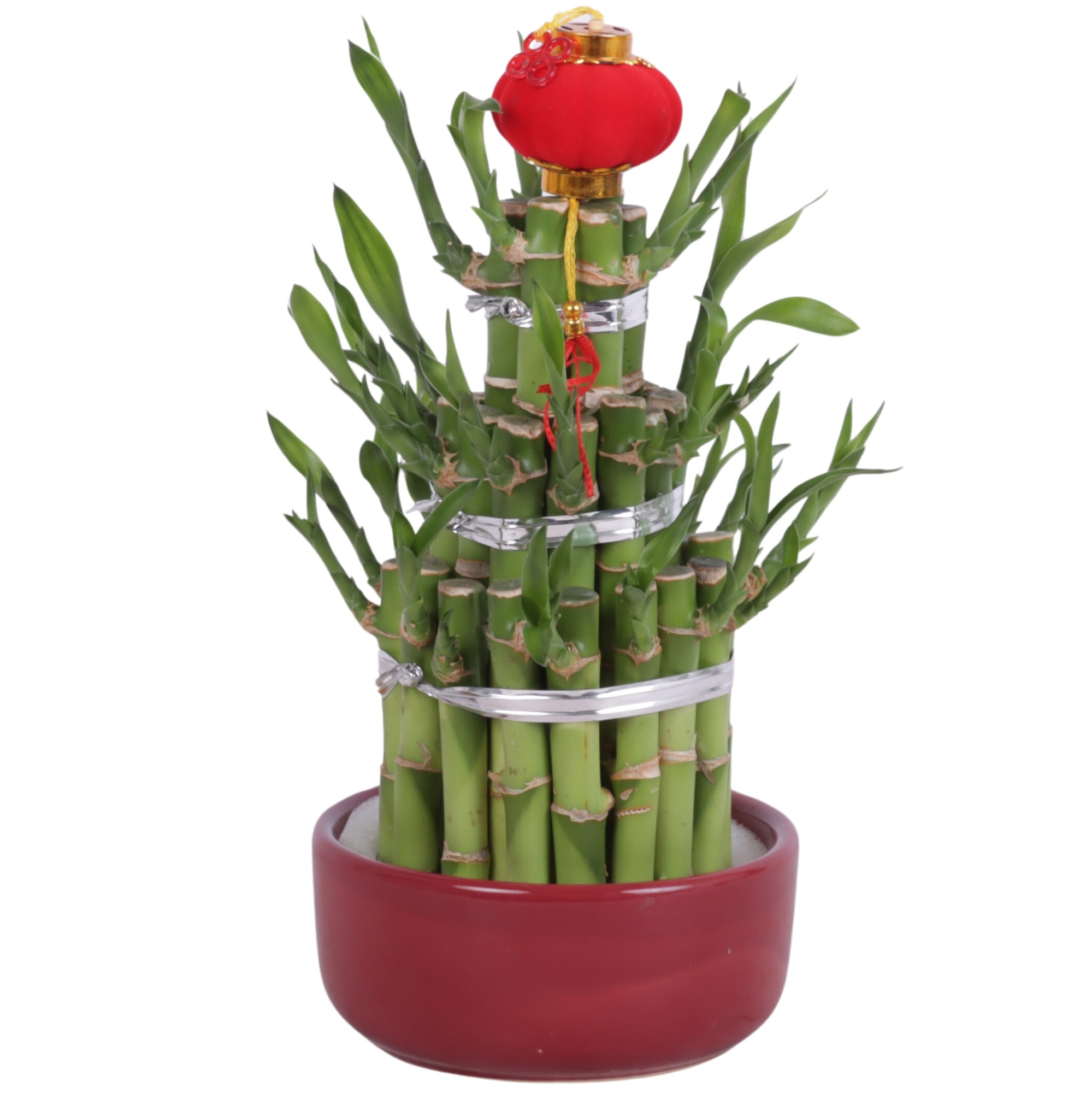 Lucky Bamboo Round 3Big in Ceramic pot Red Ø12cm, D 12