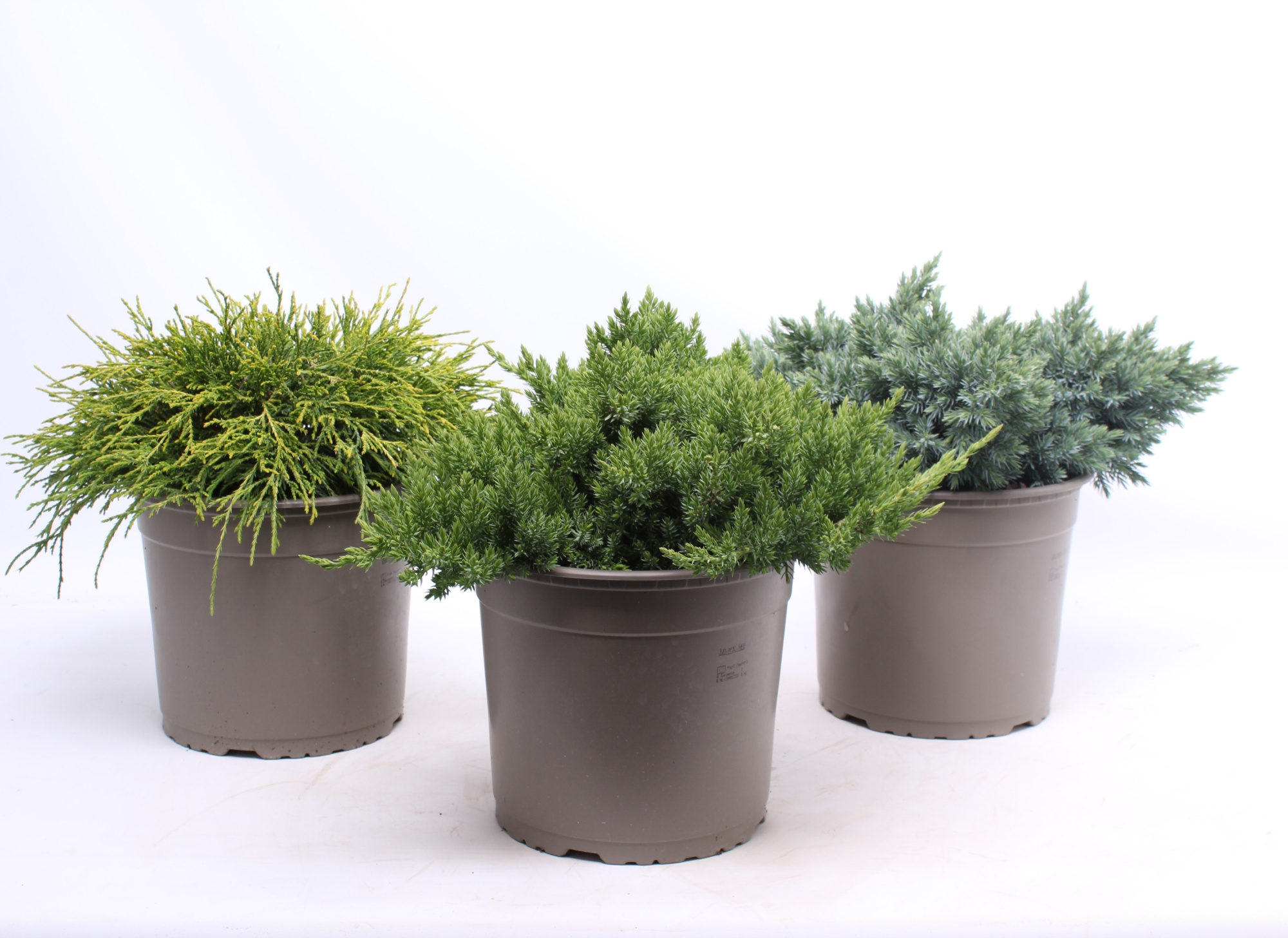 Platgroeiende mix P-23, D 23