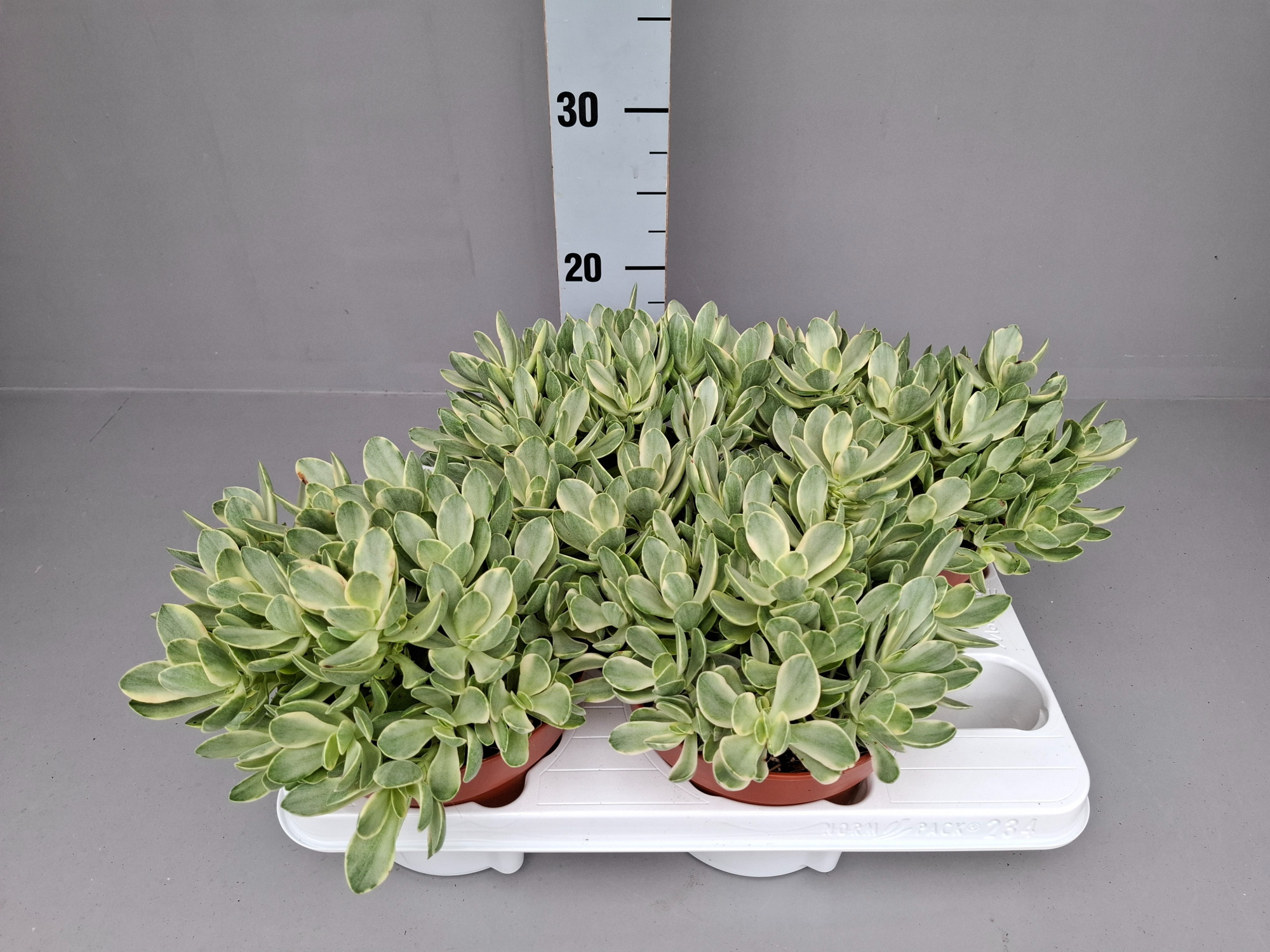 Crassula swaziensis variegata 15 cm, D 15 cm