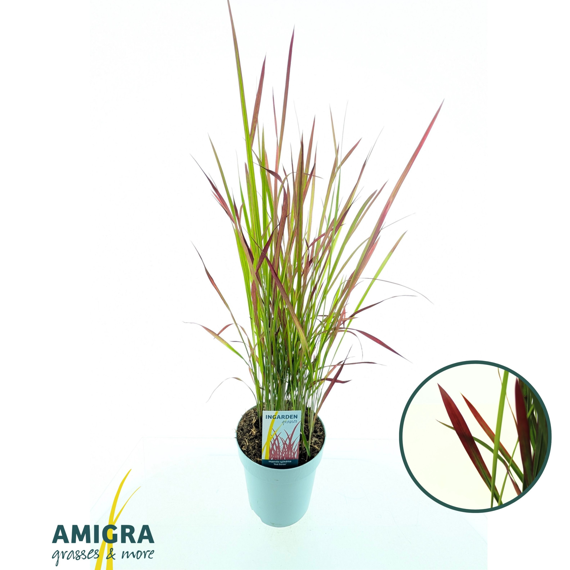 Imperata cylindrica 'Red Baron', D 17
