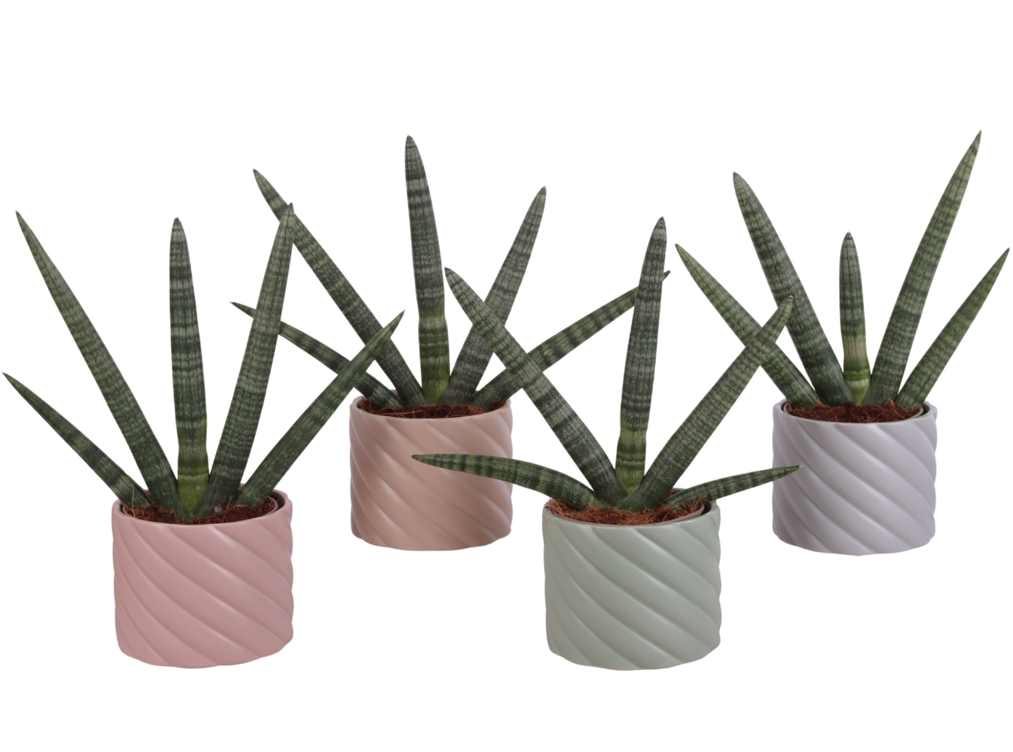 Sansevieria Cylindrica Handshake in Ø14cm Ceramic SE661, D 14
