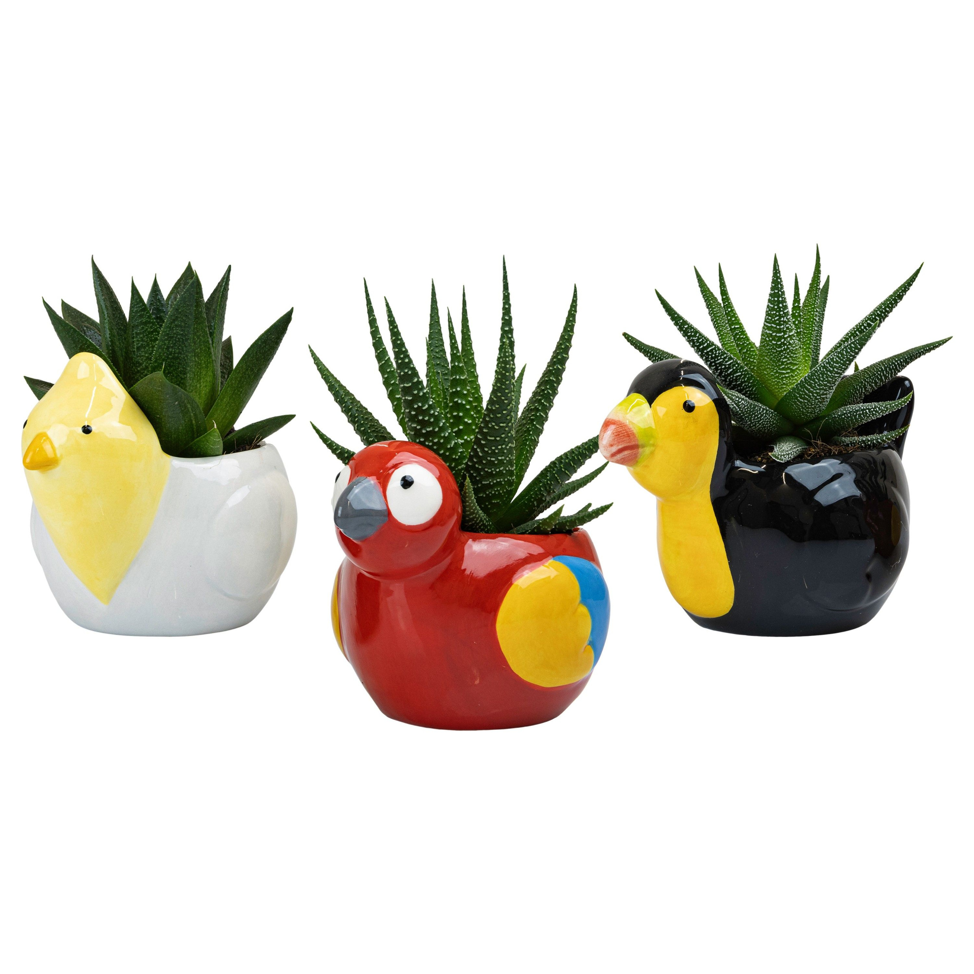 Tropical Birds with Succulent mix, D 6