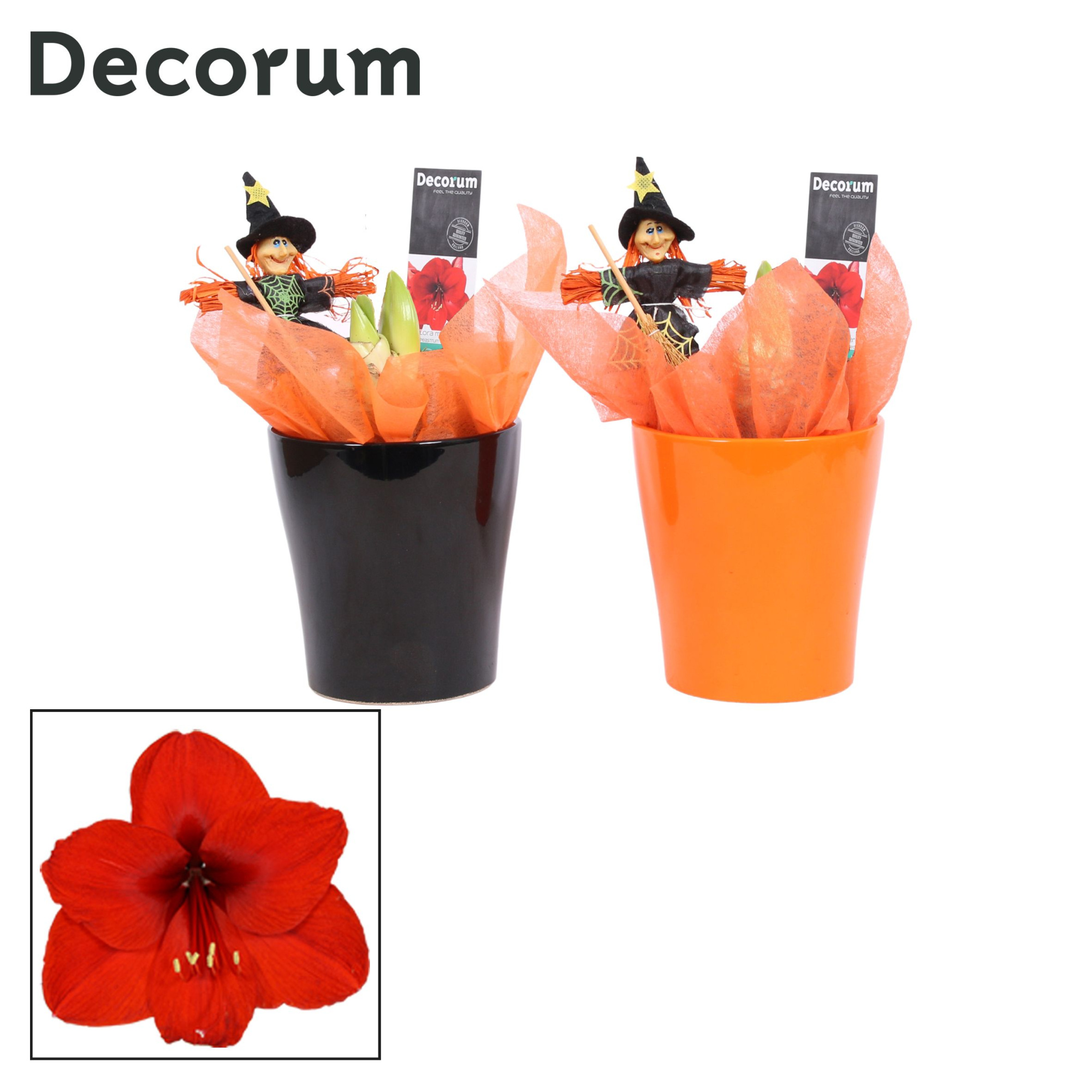 Amaryllis Rood 2 Knop in Amy HALLOWEEN (Decorum), D 12 cm