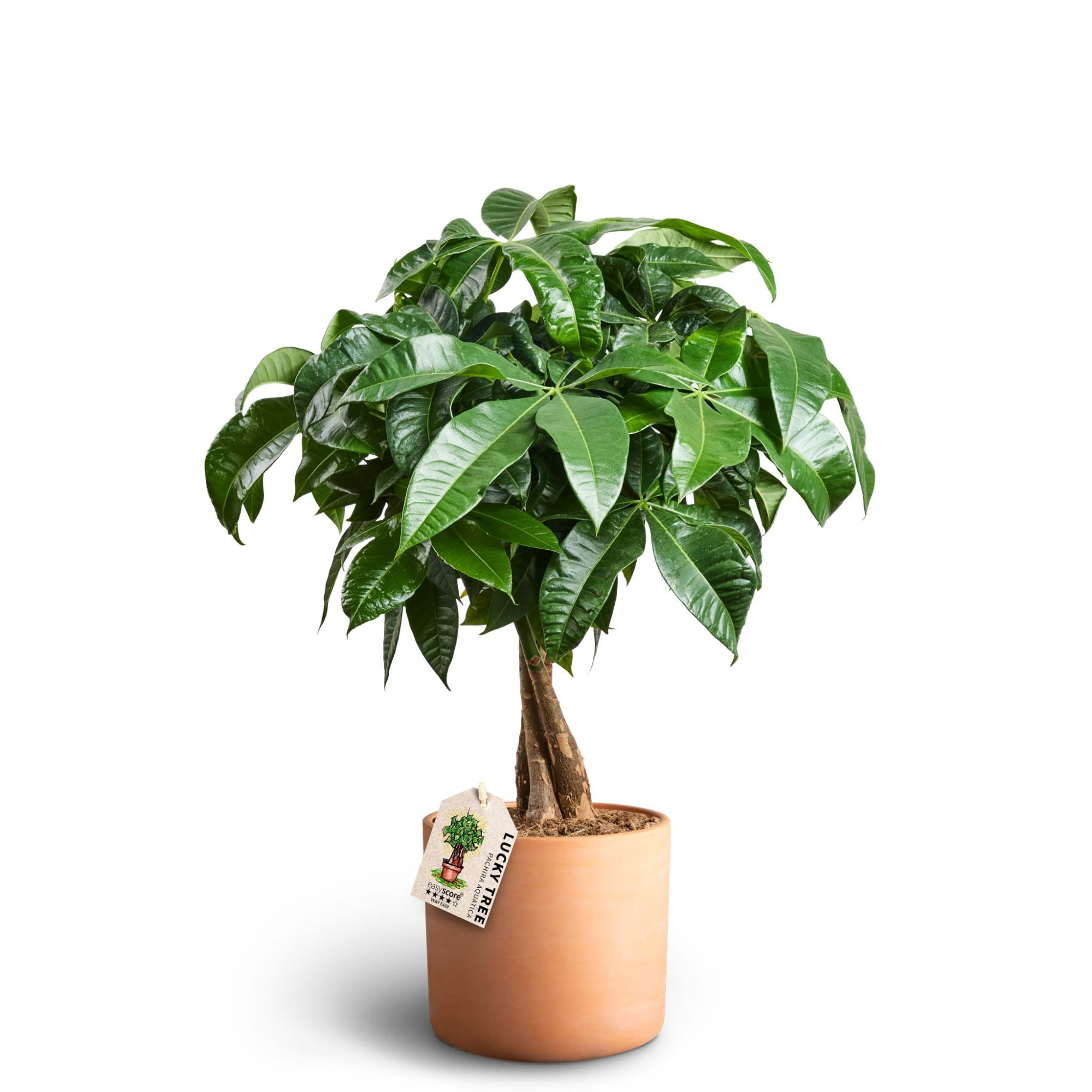 Raw Terracotta, Pachira aquatica, D 19