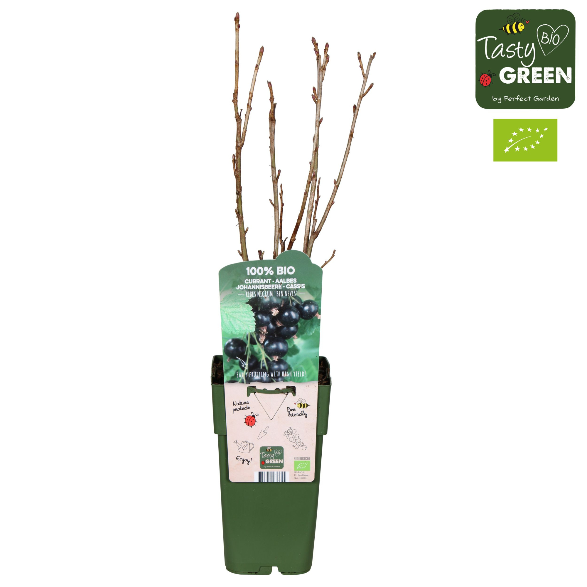 Ribes nigrum 'Ben Nevis' Bio P15, D 15