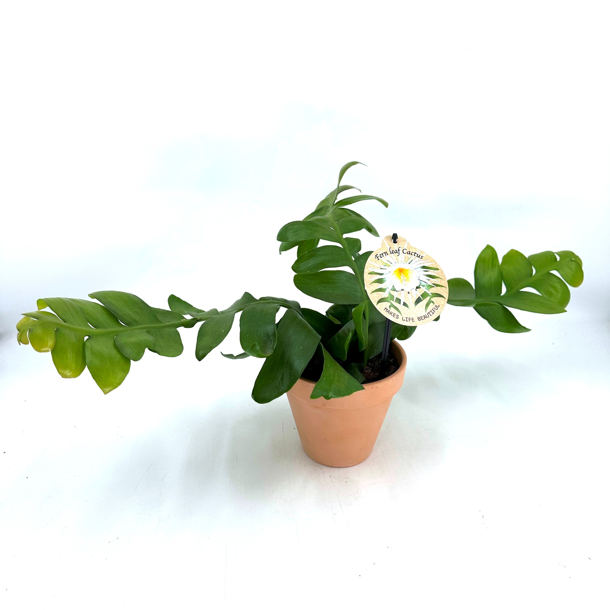 Epiphyllum Chrysocardium "Fern Leaf Cactus" w/claypot, D 13 cm